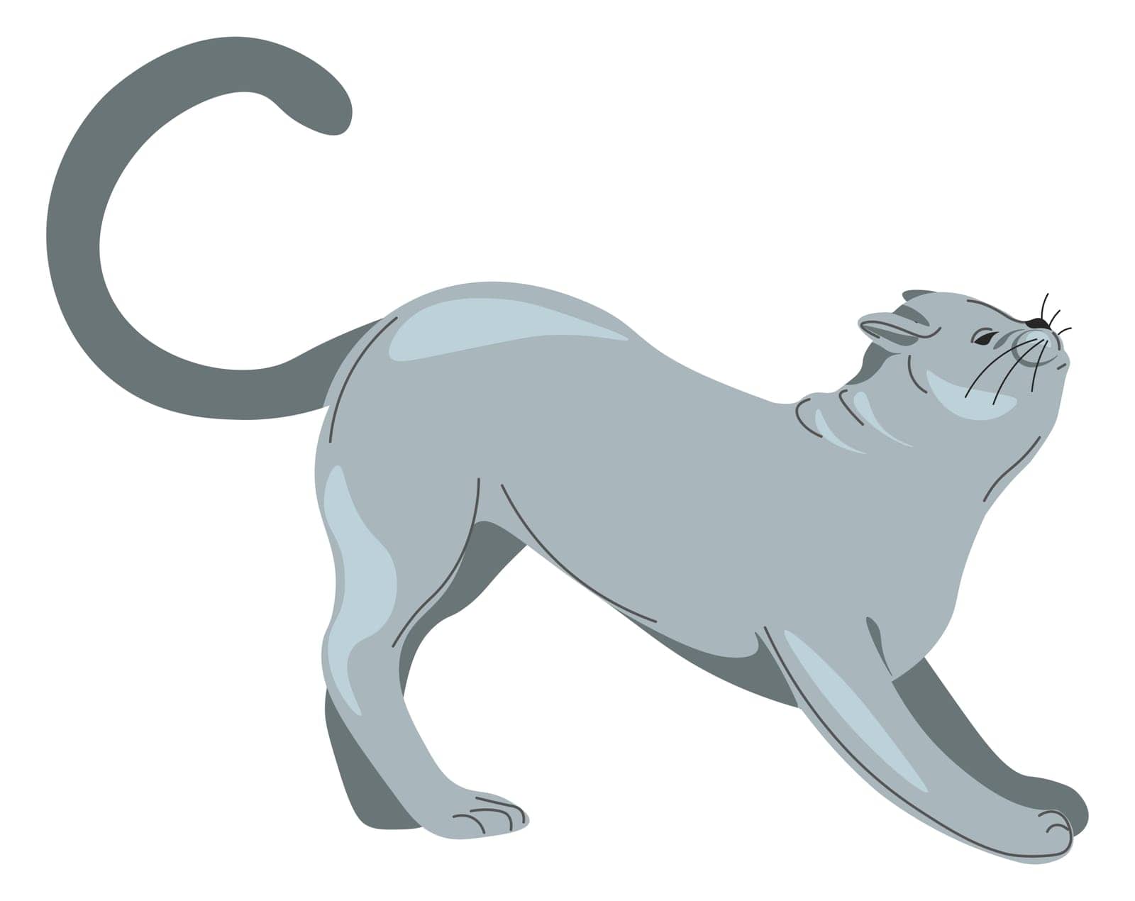 Stretching grey cat, feline animal portrait kitty by Sonulkaster