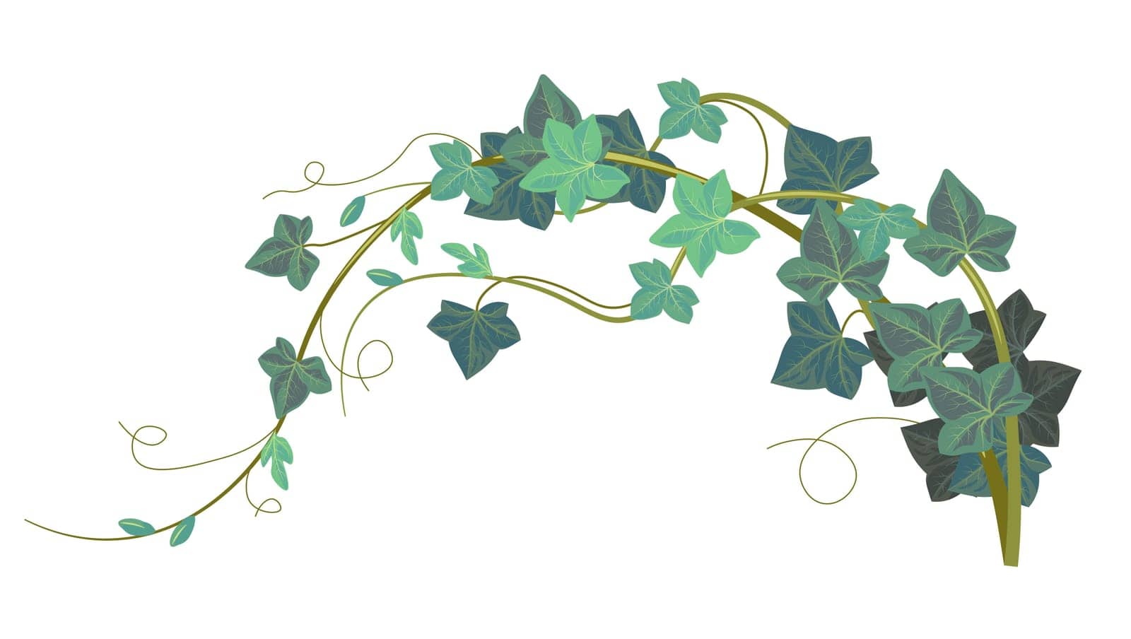 Hedera exotic evergreen flora, isolated ivy climbing plant. Foliage and leaves botany diversity. Branches and twigs with leafage. Tropical forest or park decoration. Vector in flat style illustration