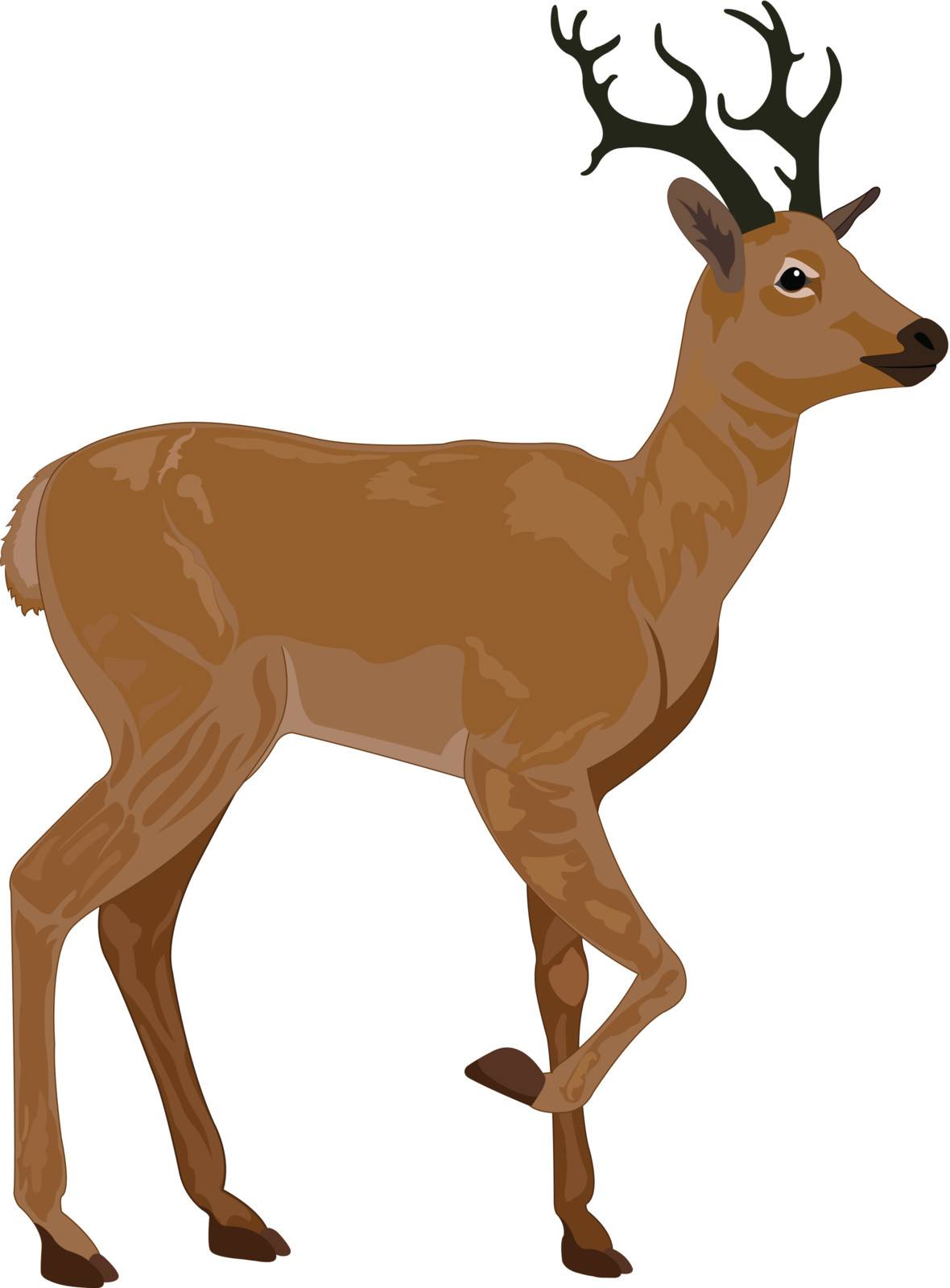 Deer, Buck, Brown, Male, vector illustration