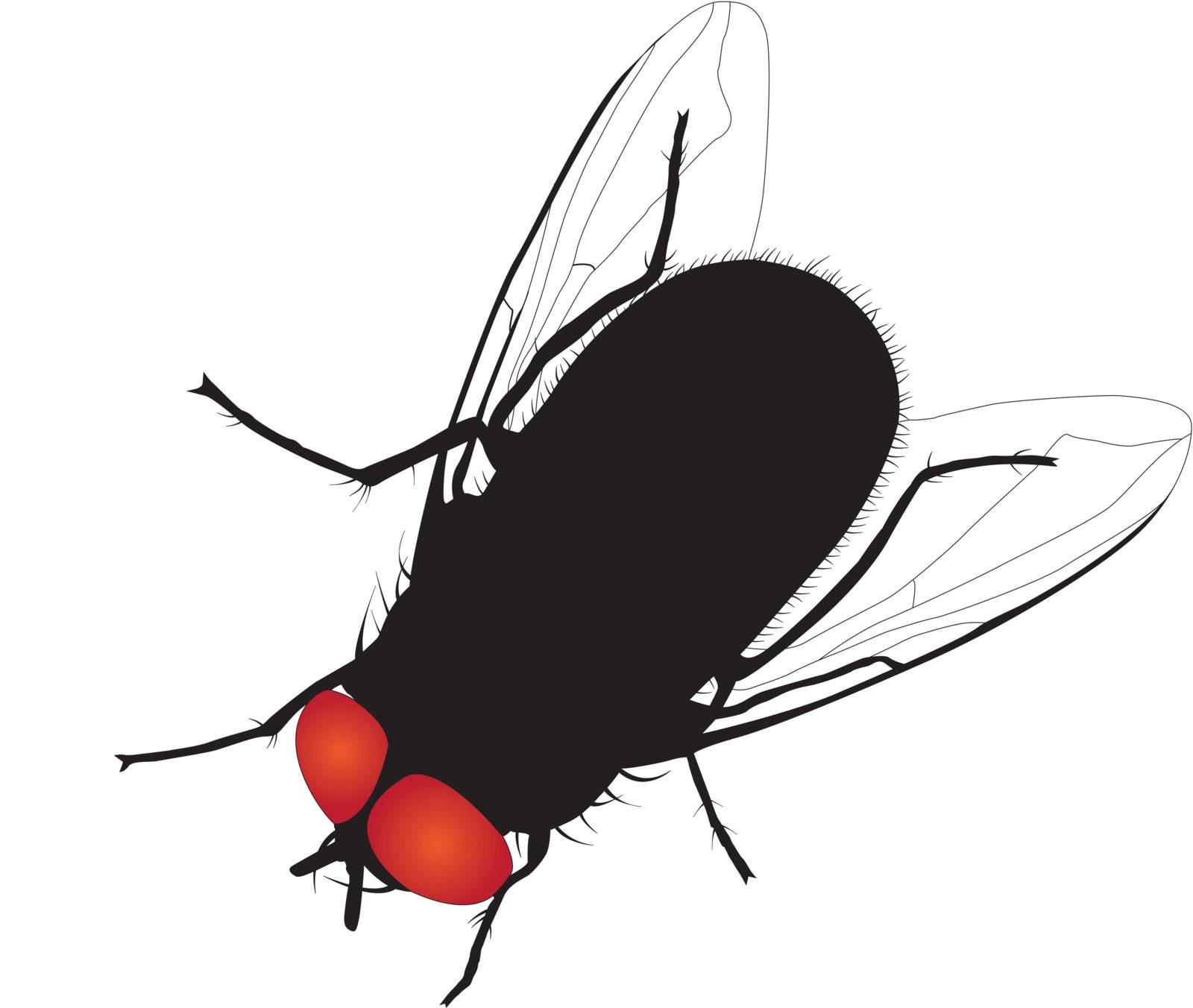 House fly vector silhouette by only4denn