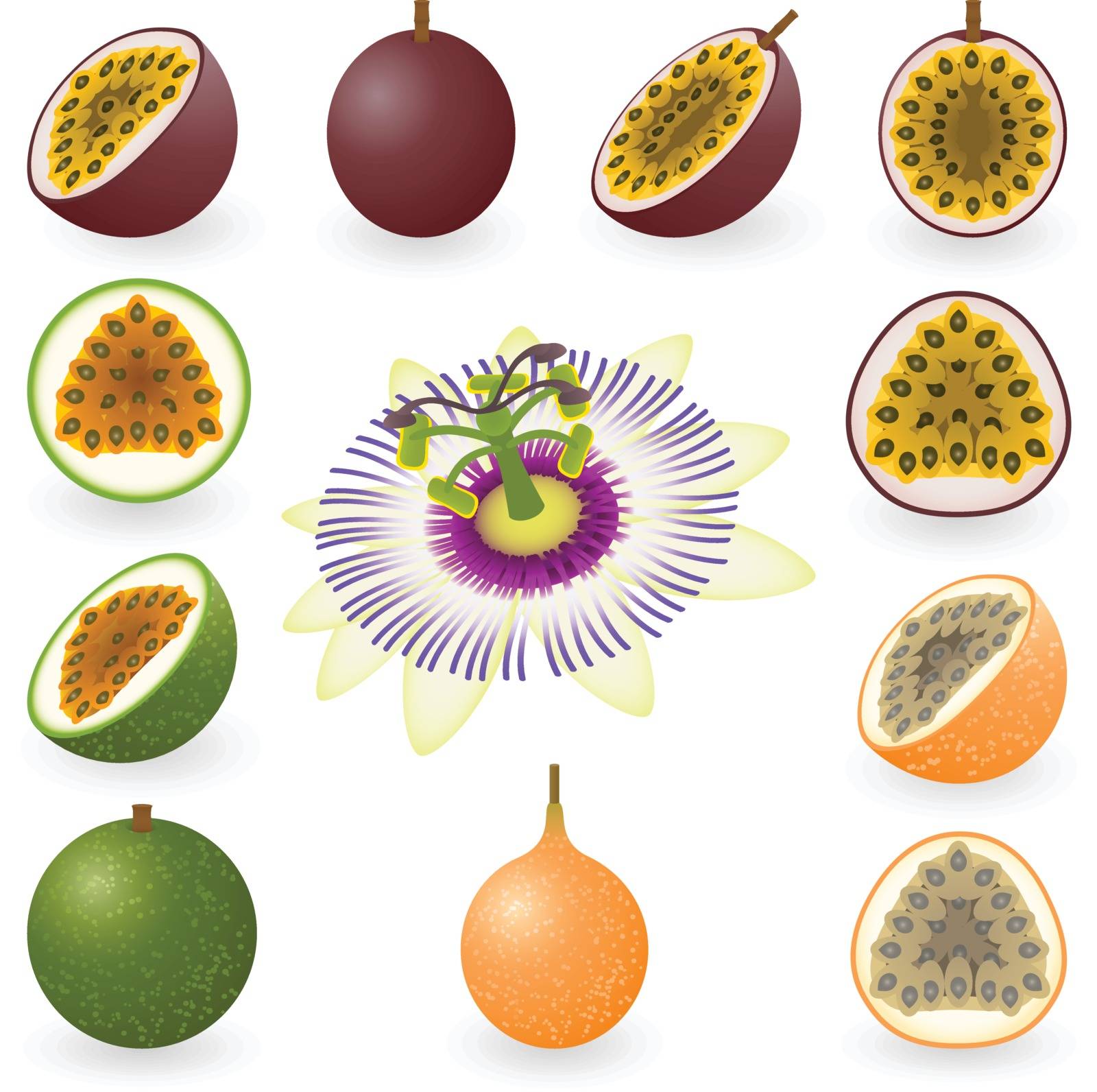 Vector illustration of maracuja, granadilla and flower