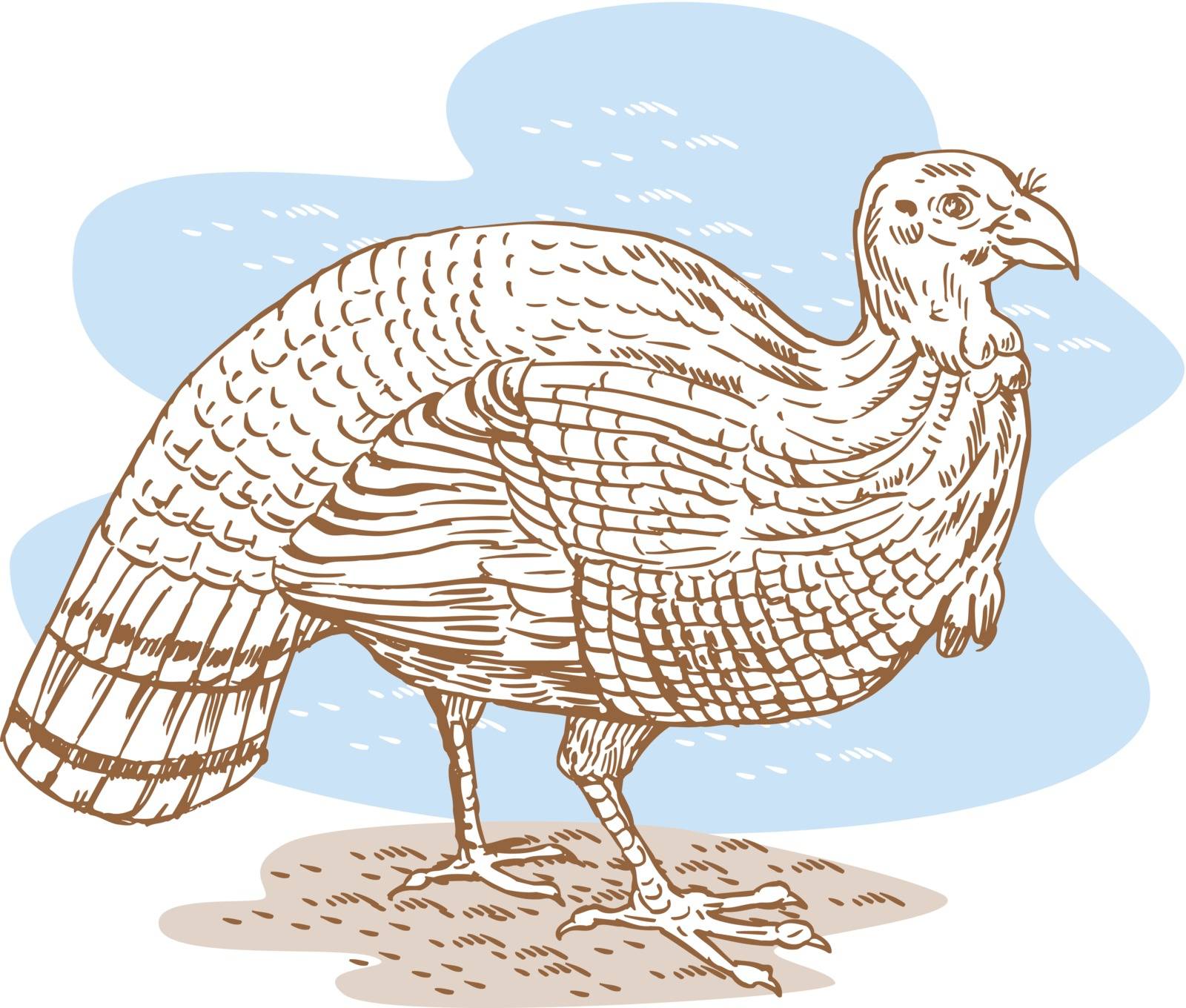 Illustration of a turkey viewed from the side.