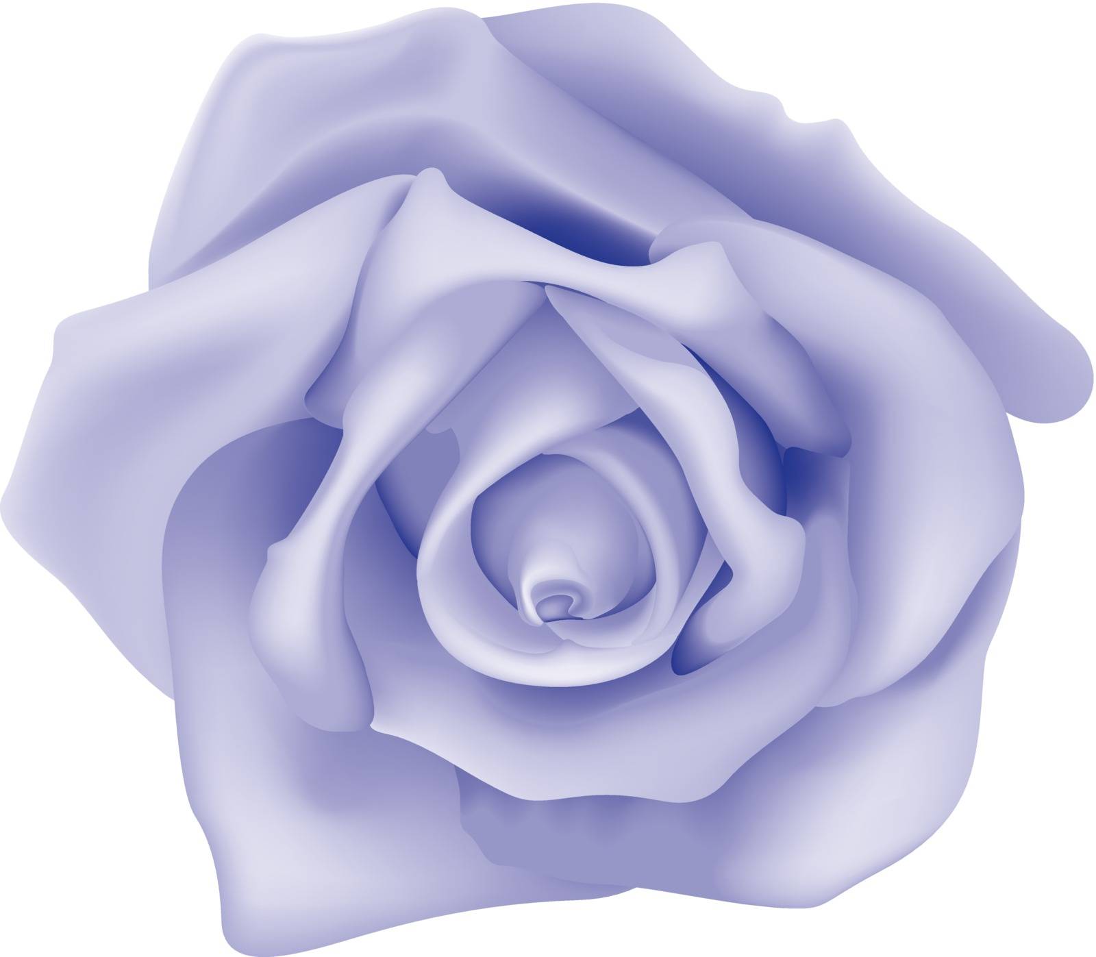 Violet Rose - Colored Illustration, Vector