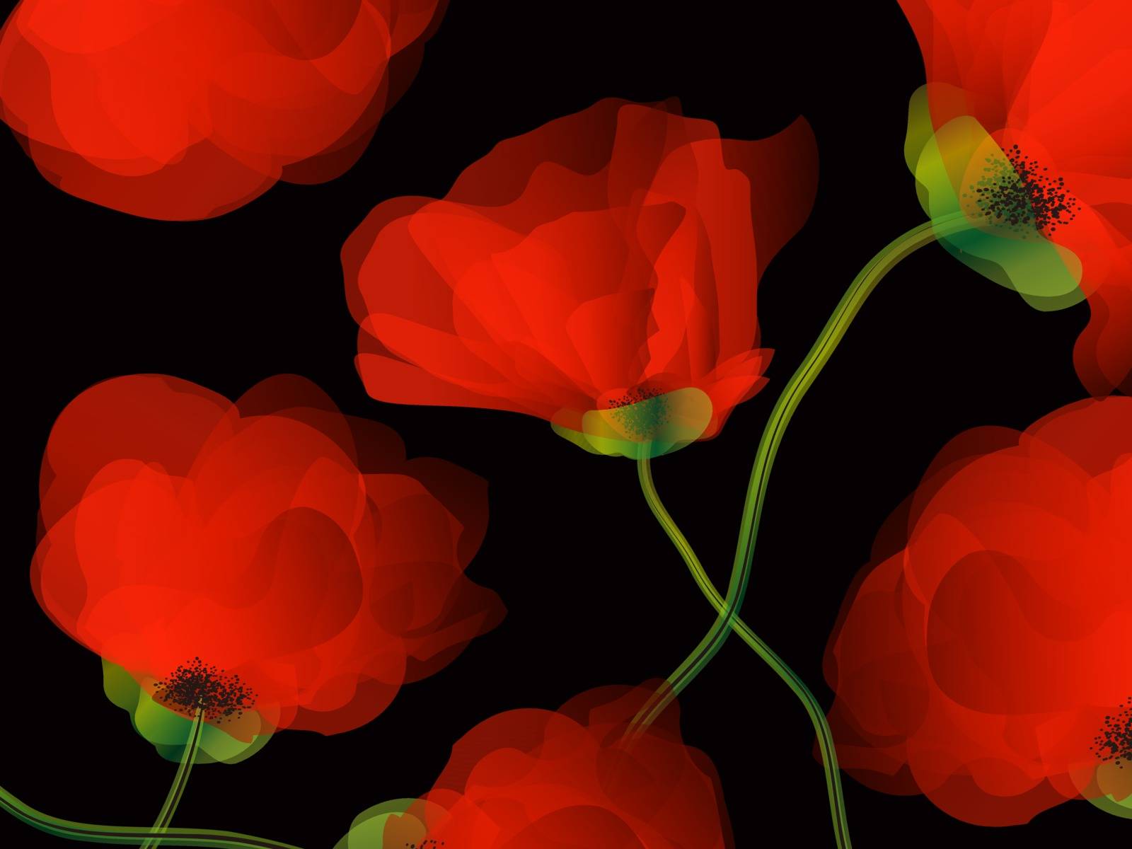 Poppy background illustration by Lirch