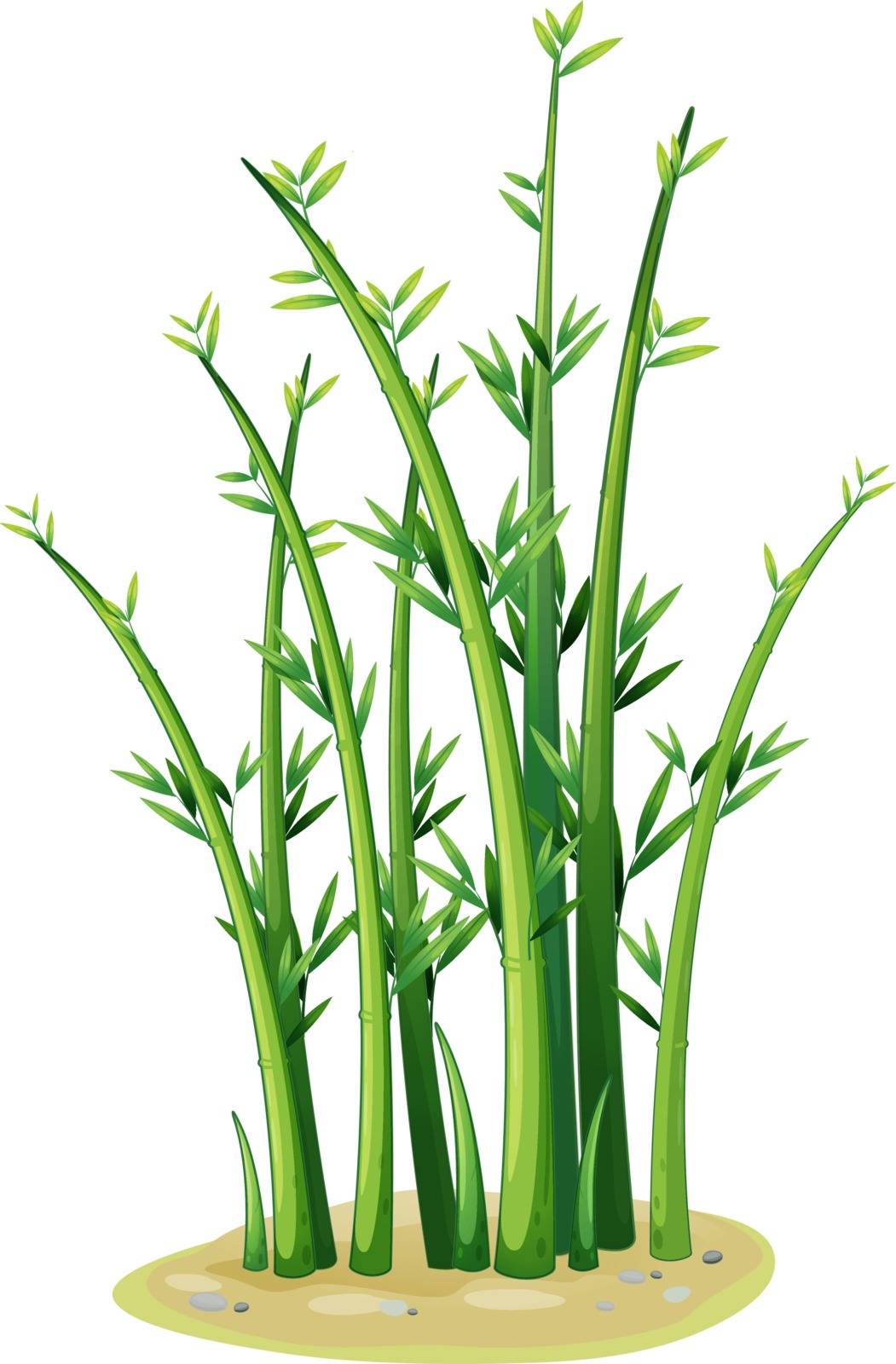 Illustration of a clump of bamboo