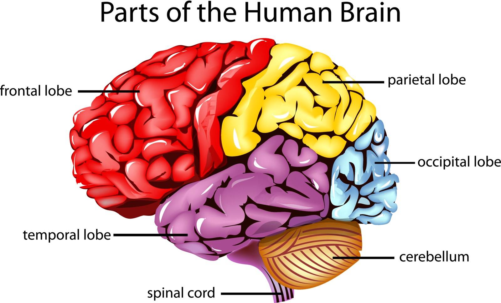 Illustration of parts of the brain