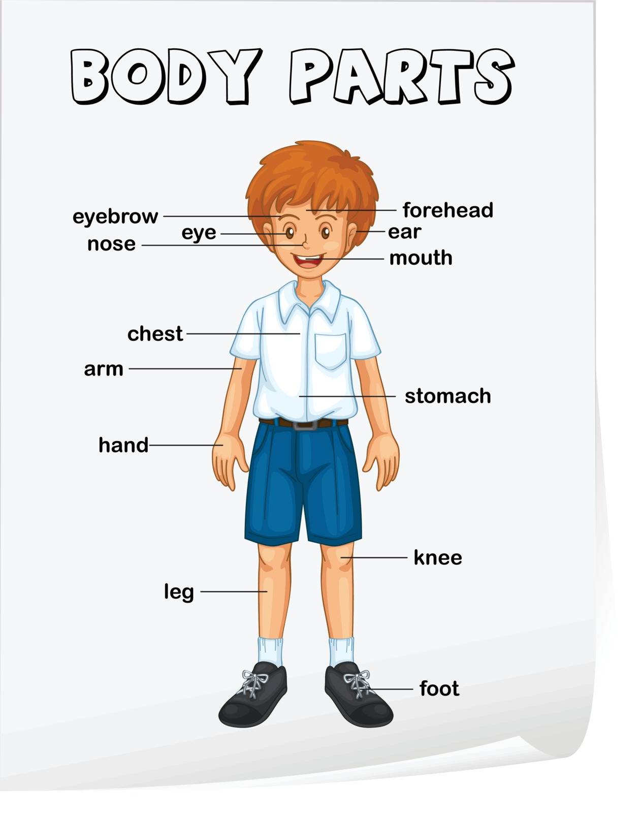 Illustration of boy body parts