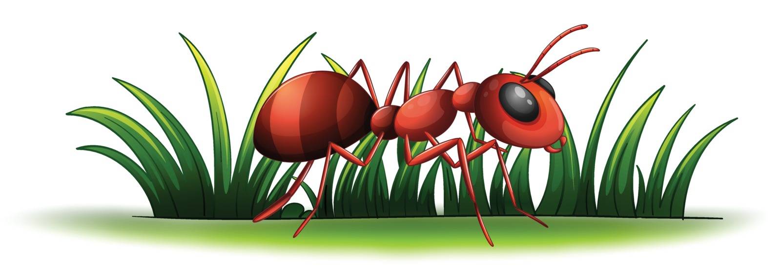 Illustration of an ant on a white background