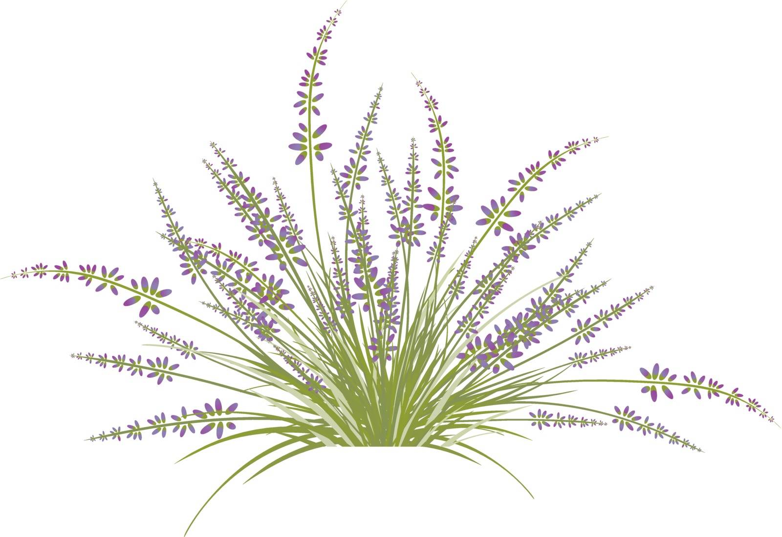 Lavender Flower Bush by SNR