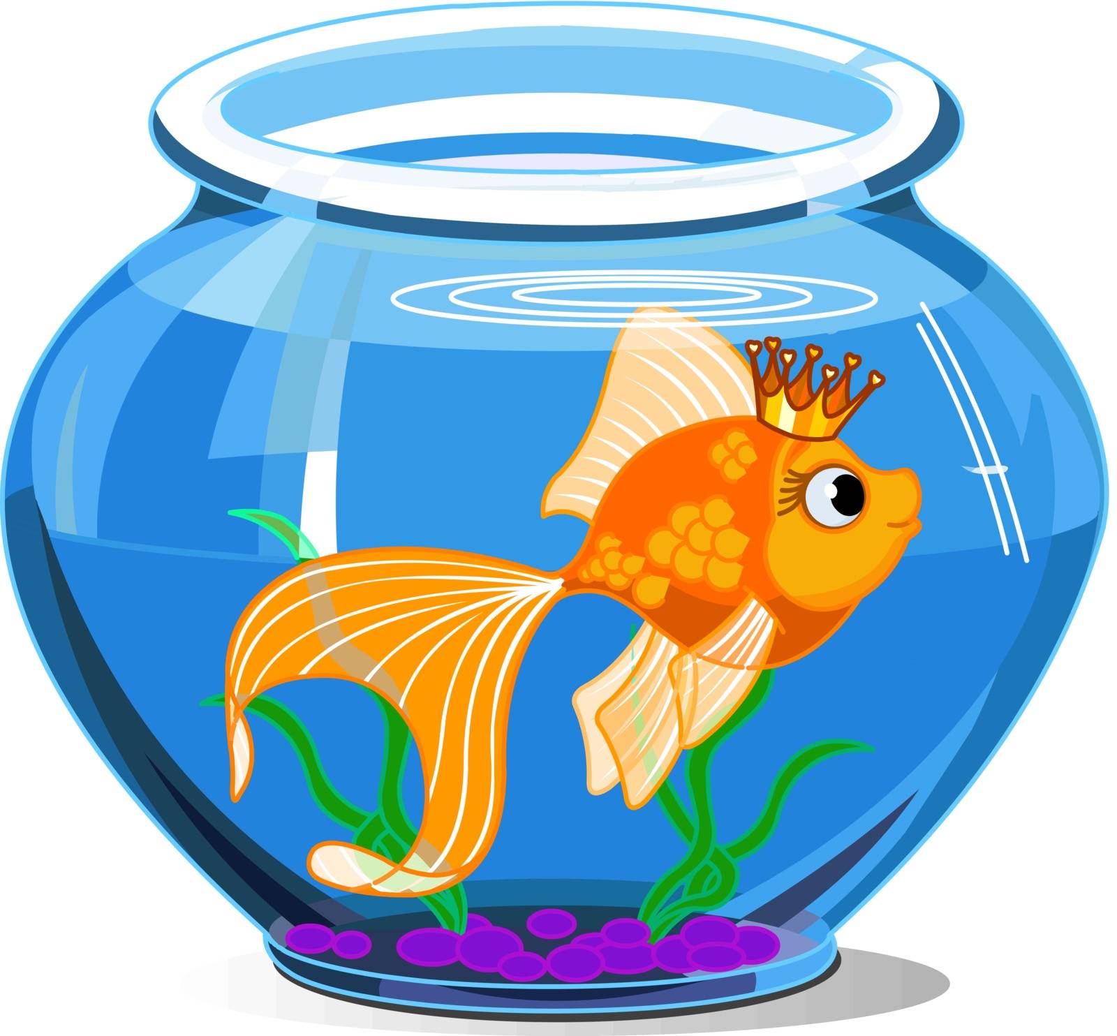 Gold fish in aquarium on white background