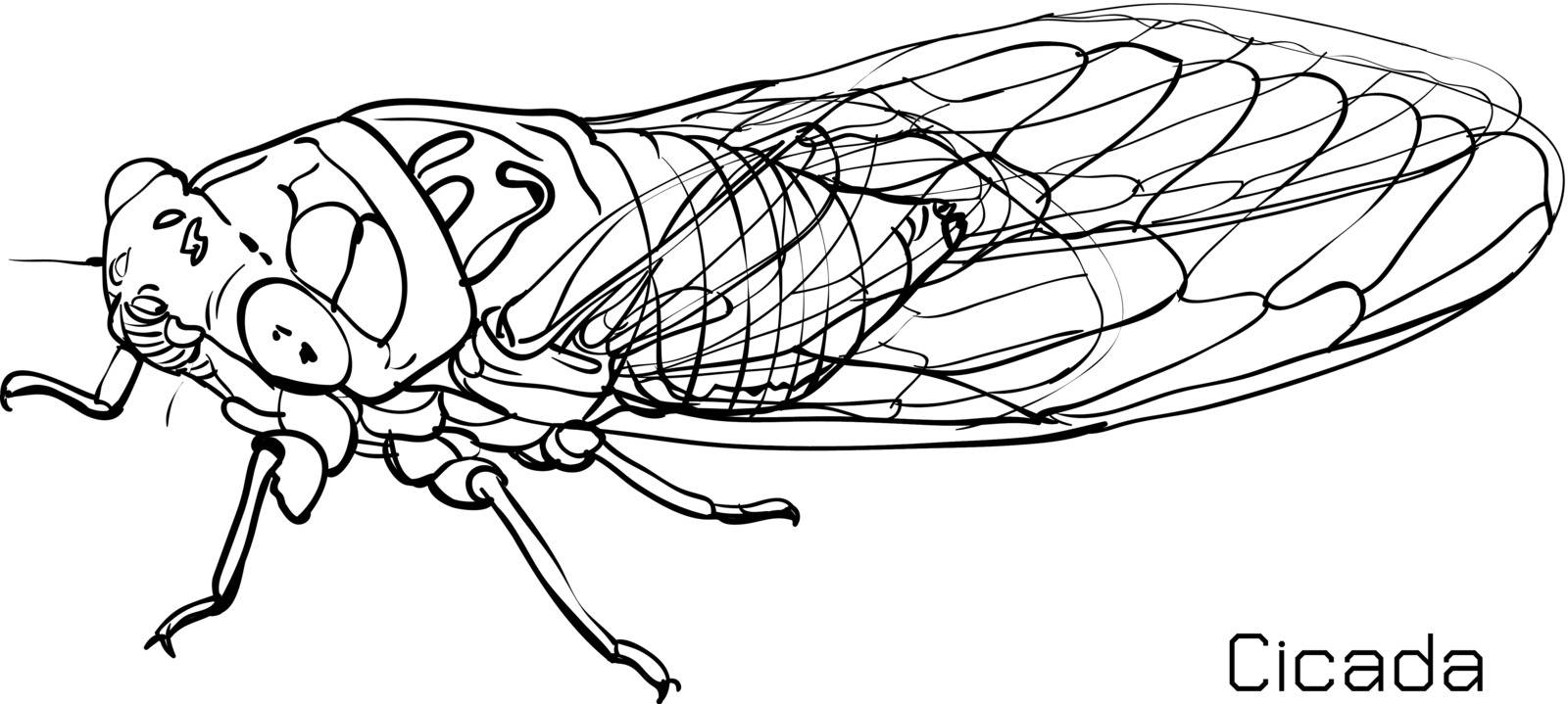 Drawing of cicada on white background.vector illustration