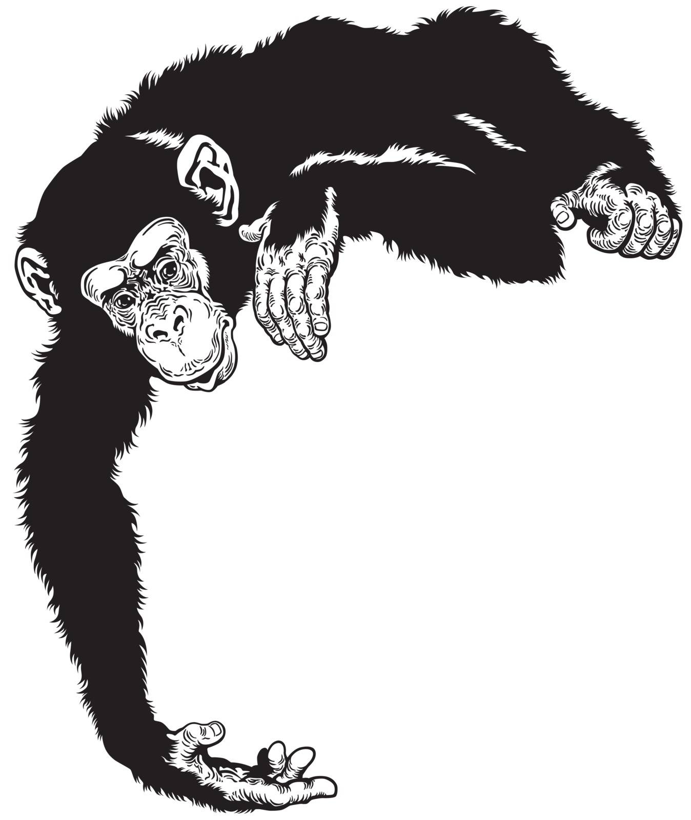 chimpanzee black white by insima