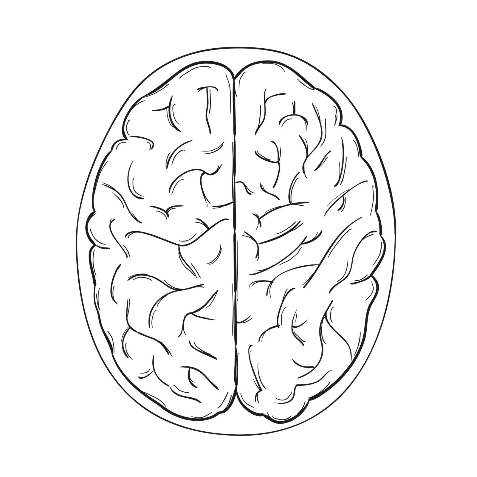 sketch of the human brain on white background, isolated