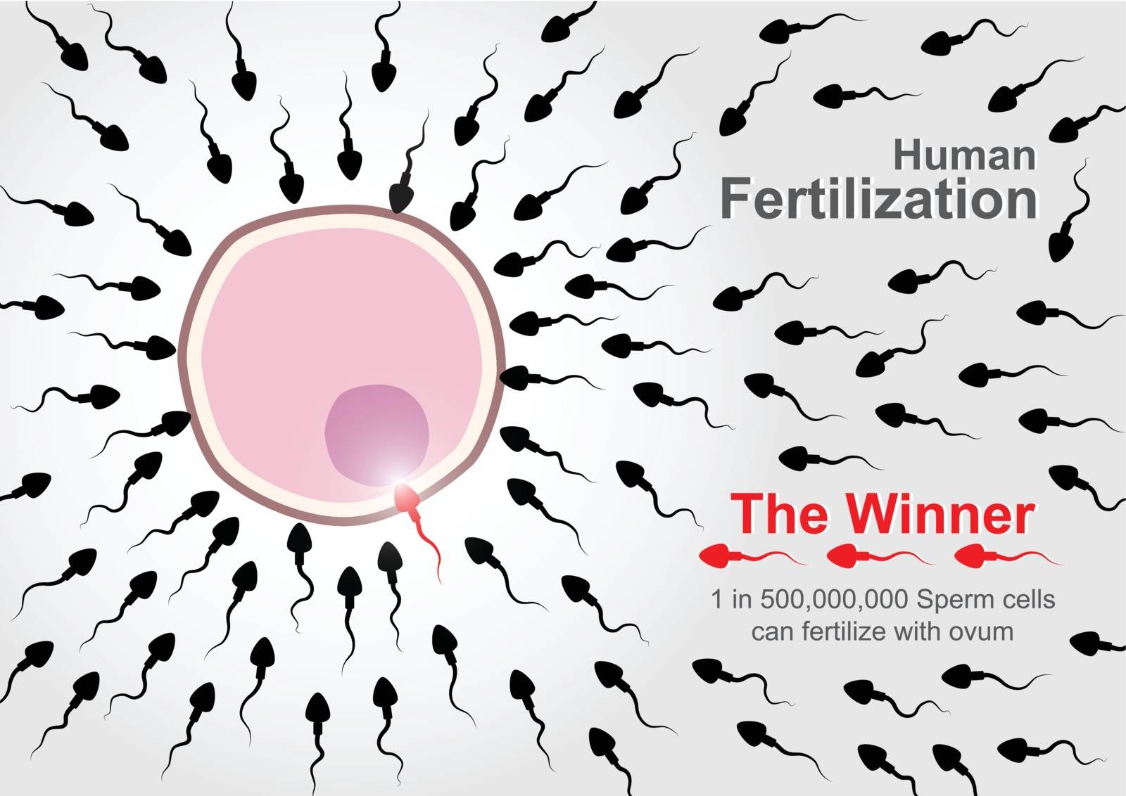 "Human Fertilization"    500,000,000 sperm cells race to fertilize with ovum 
but 1 in 500,000,000 sperm cells can complete fertilize.