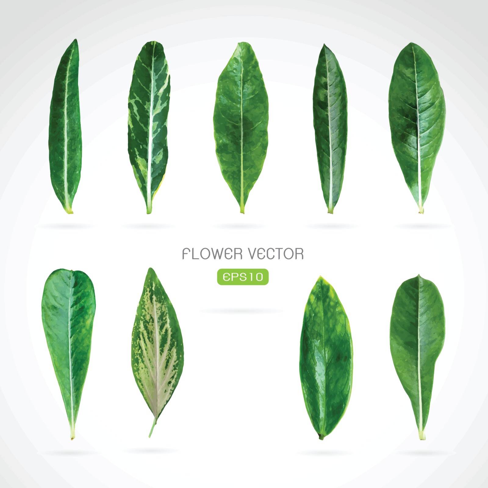 Vector image of leaves on white background by yod67