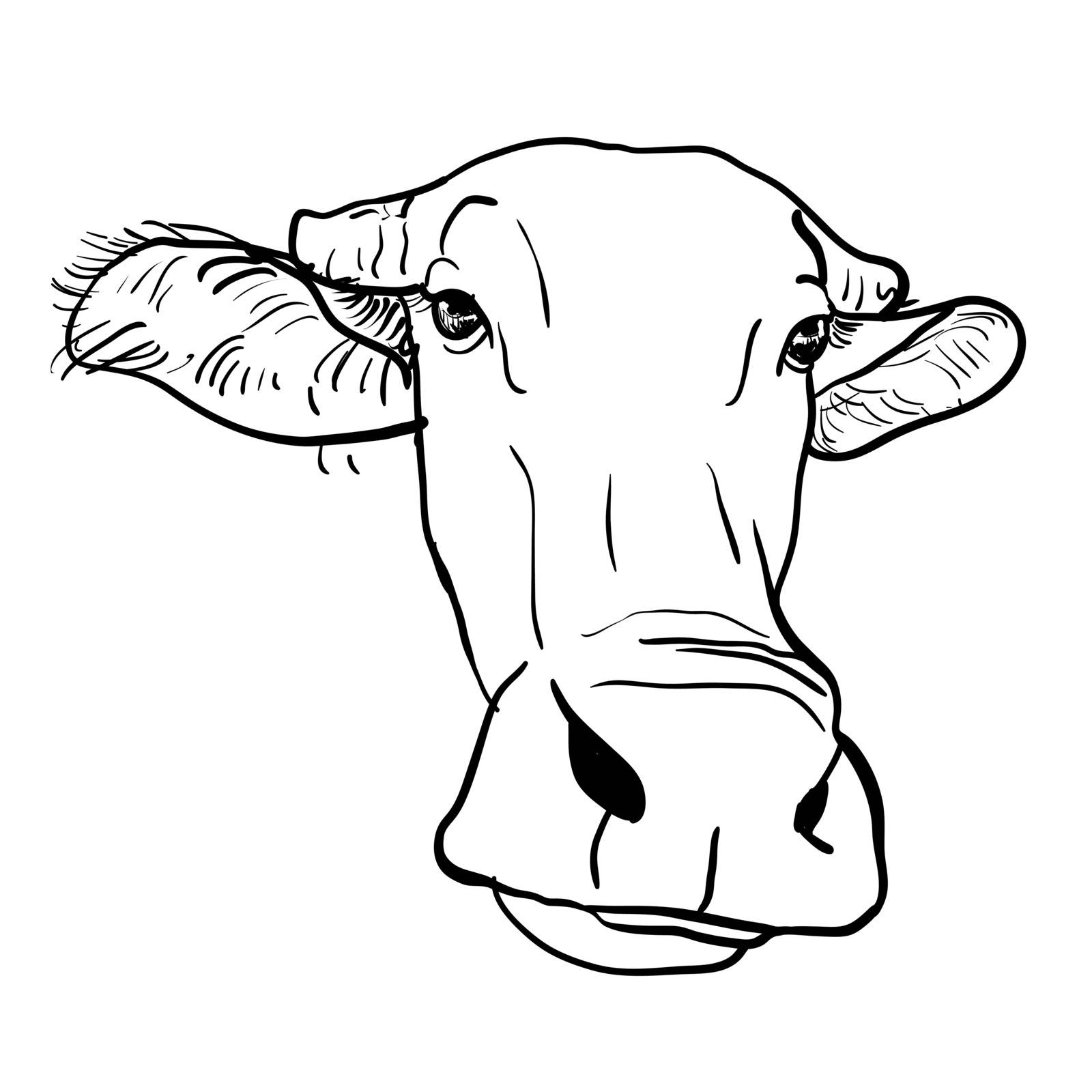 Drawing of buffalo head on white background