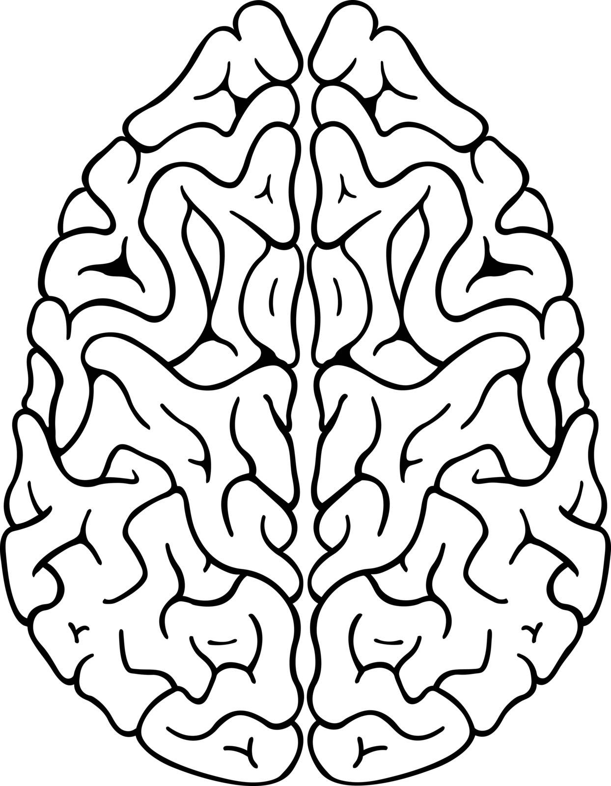 top view illustration of a brain