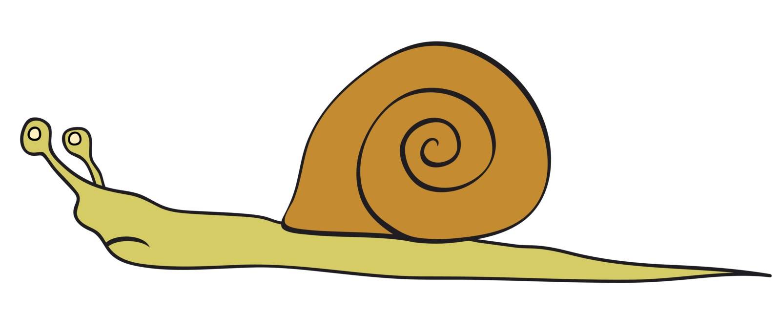 Vector illustration of the snail - slowly animal