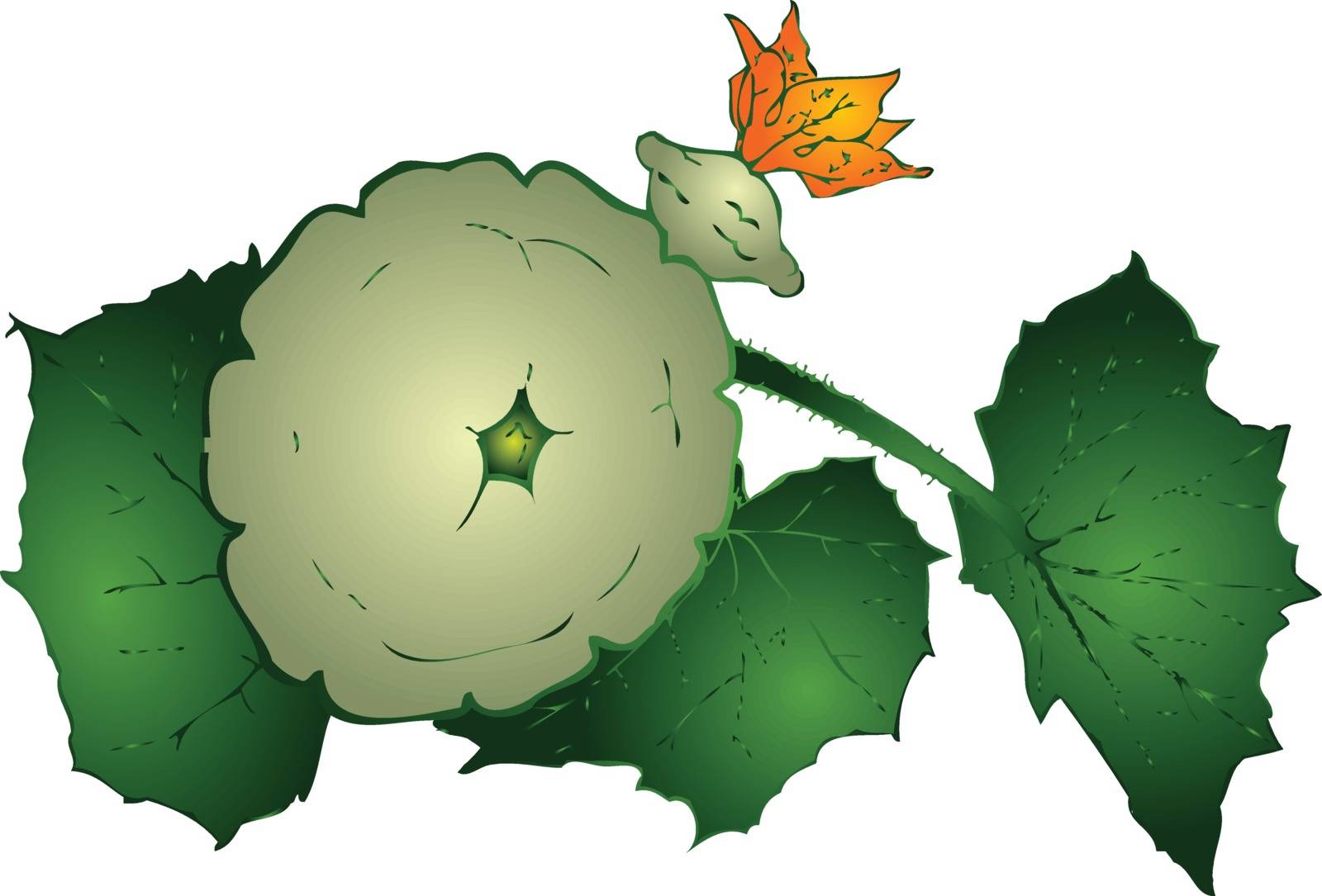 Agricultural vegetable - Round zucchini on a branch. Vector illustration.