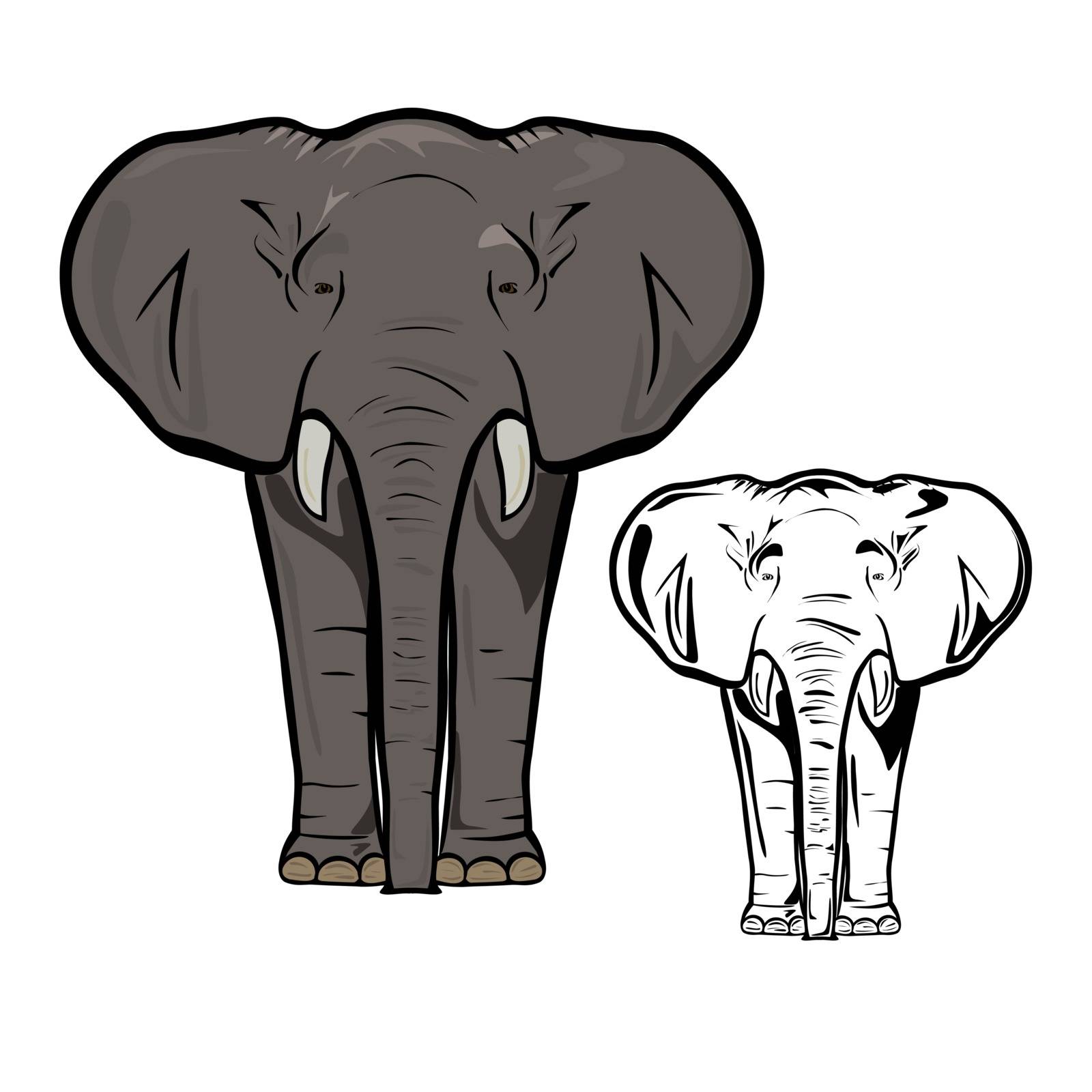 Vector illustration : Elephant on a white background.