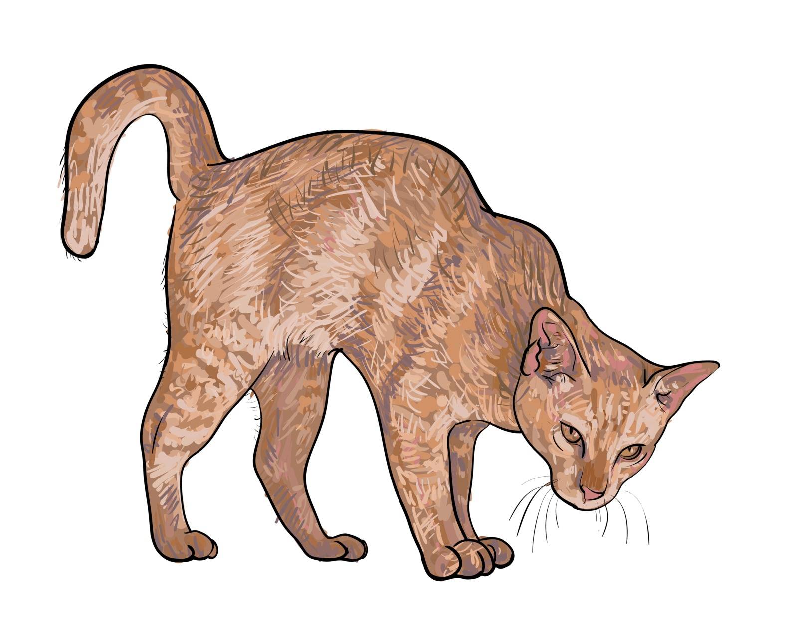 Drawing of threaten cat on white background