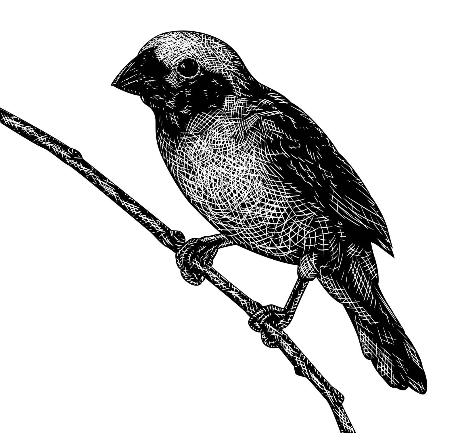EPS8 editable vector sketch of a songbird in scratchboard style