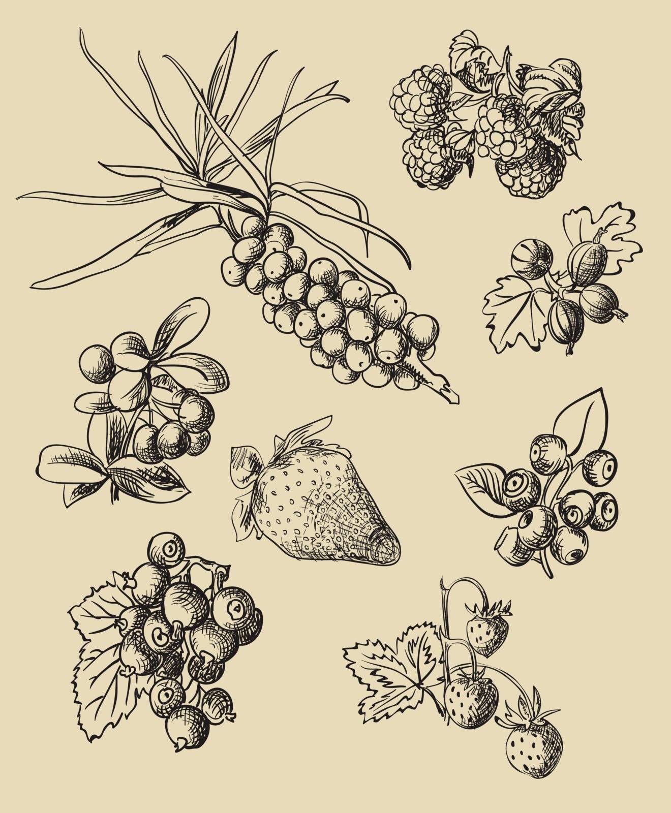 Illustration set of berries by OlgaBerlet