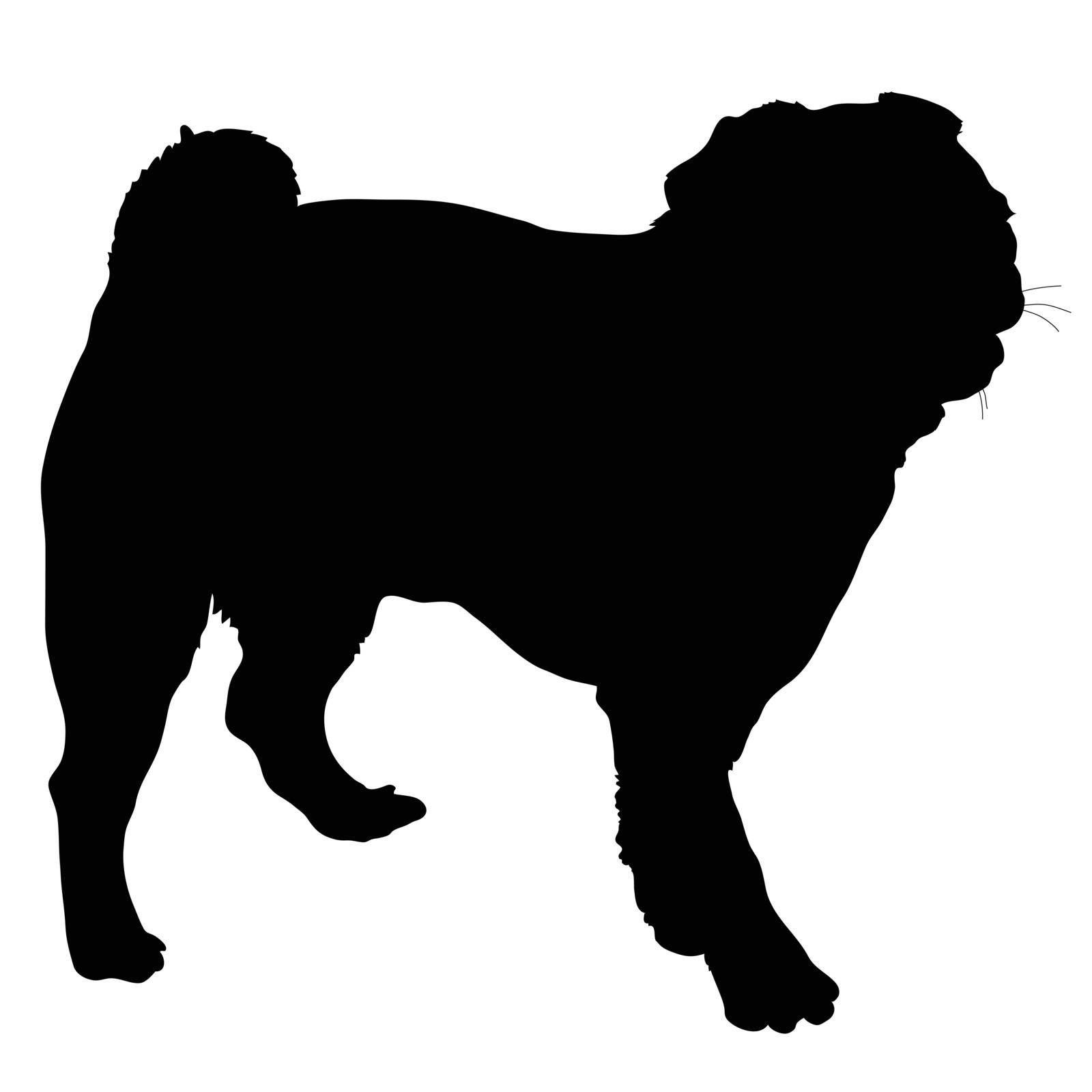 A black silhouette of a little pug dog