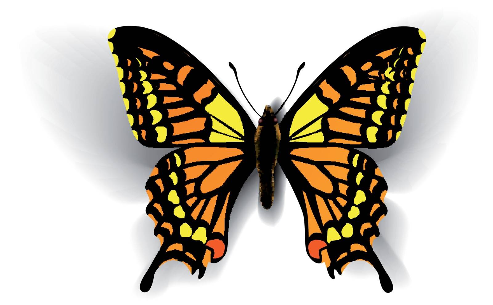 Realistic butterfly. Vector illustration of a top view