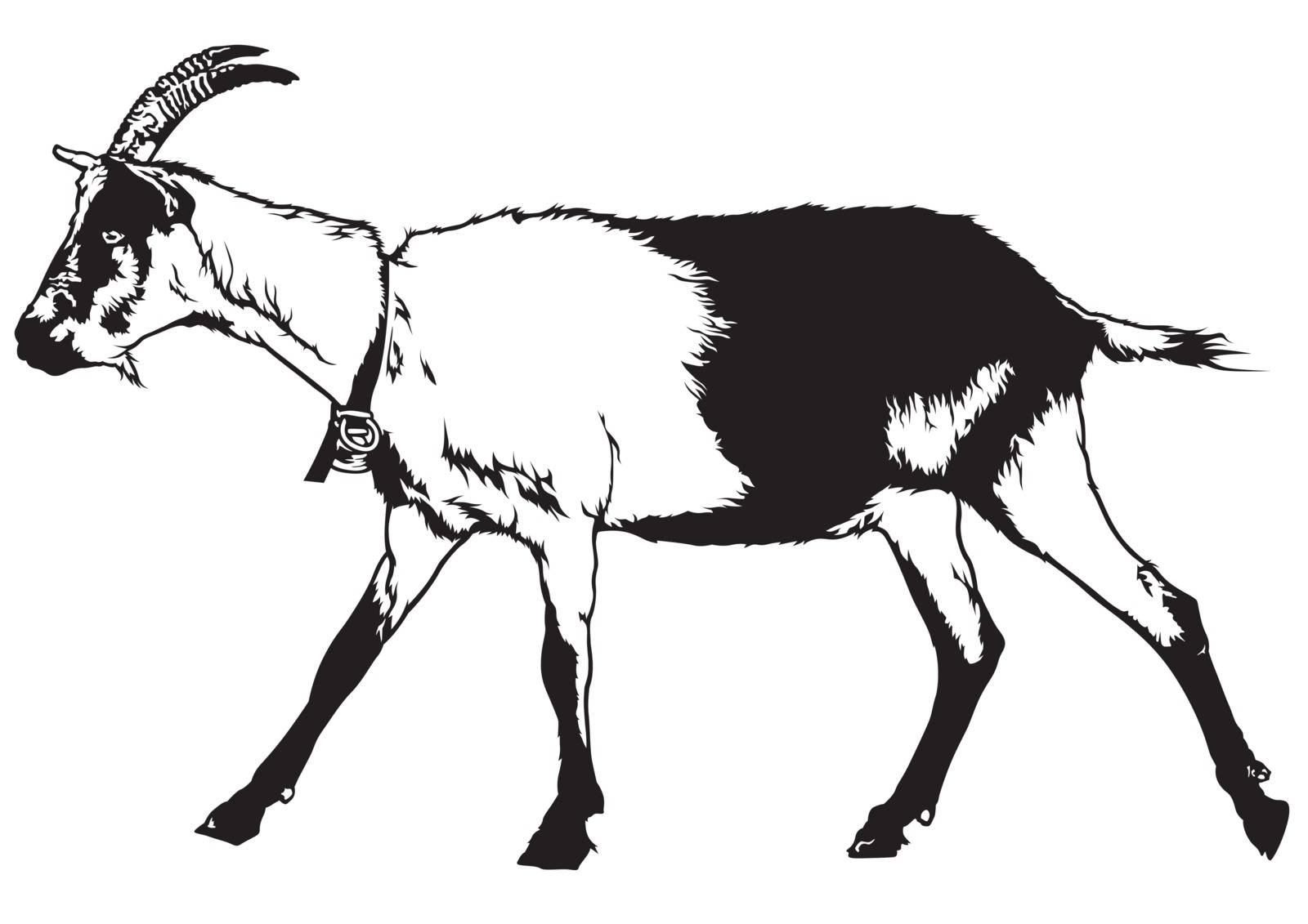 Goat (Capra aegagrus hircus) - Black and White Drawing Illustration, Vector