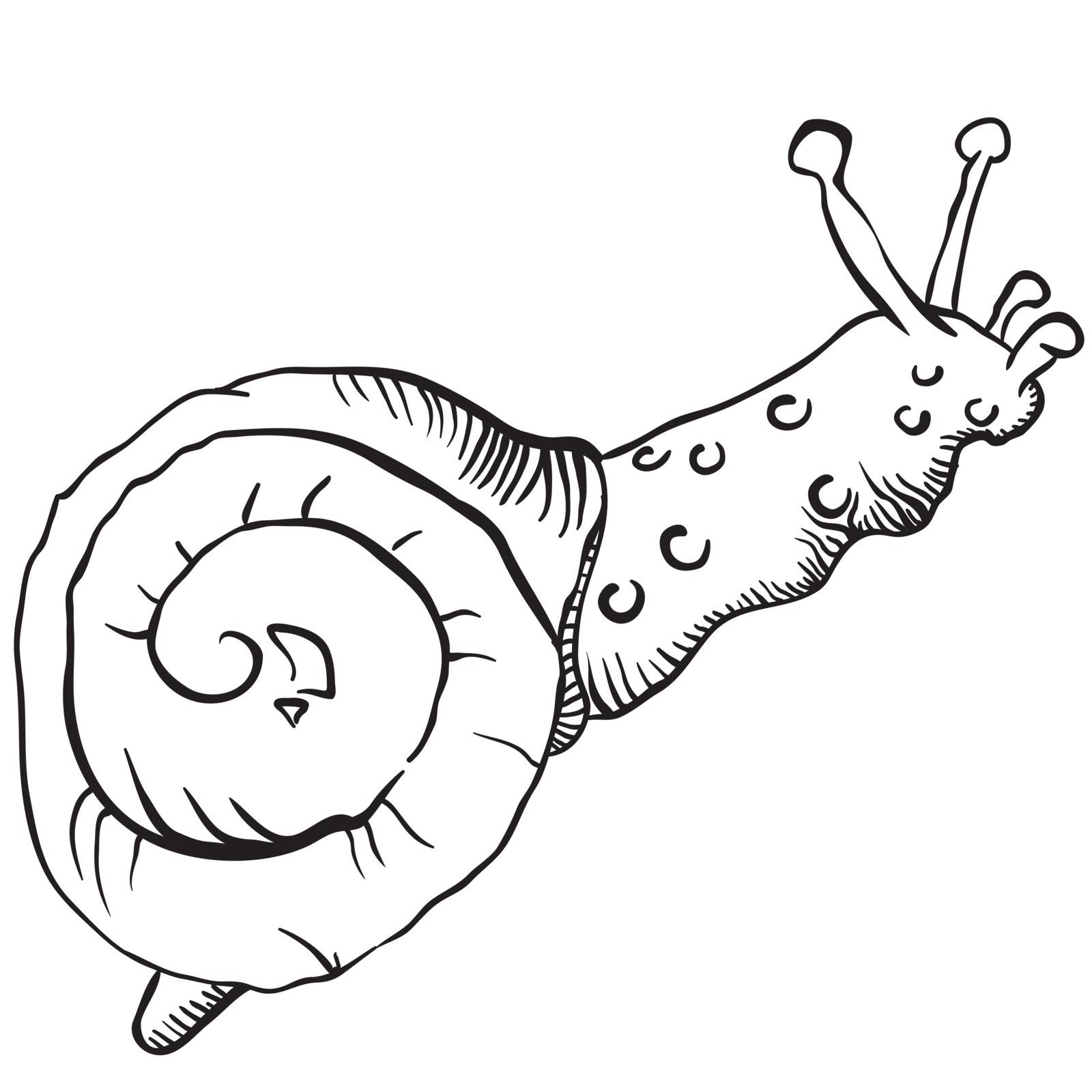 snail black and white drawing