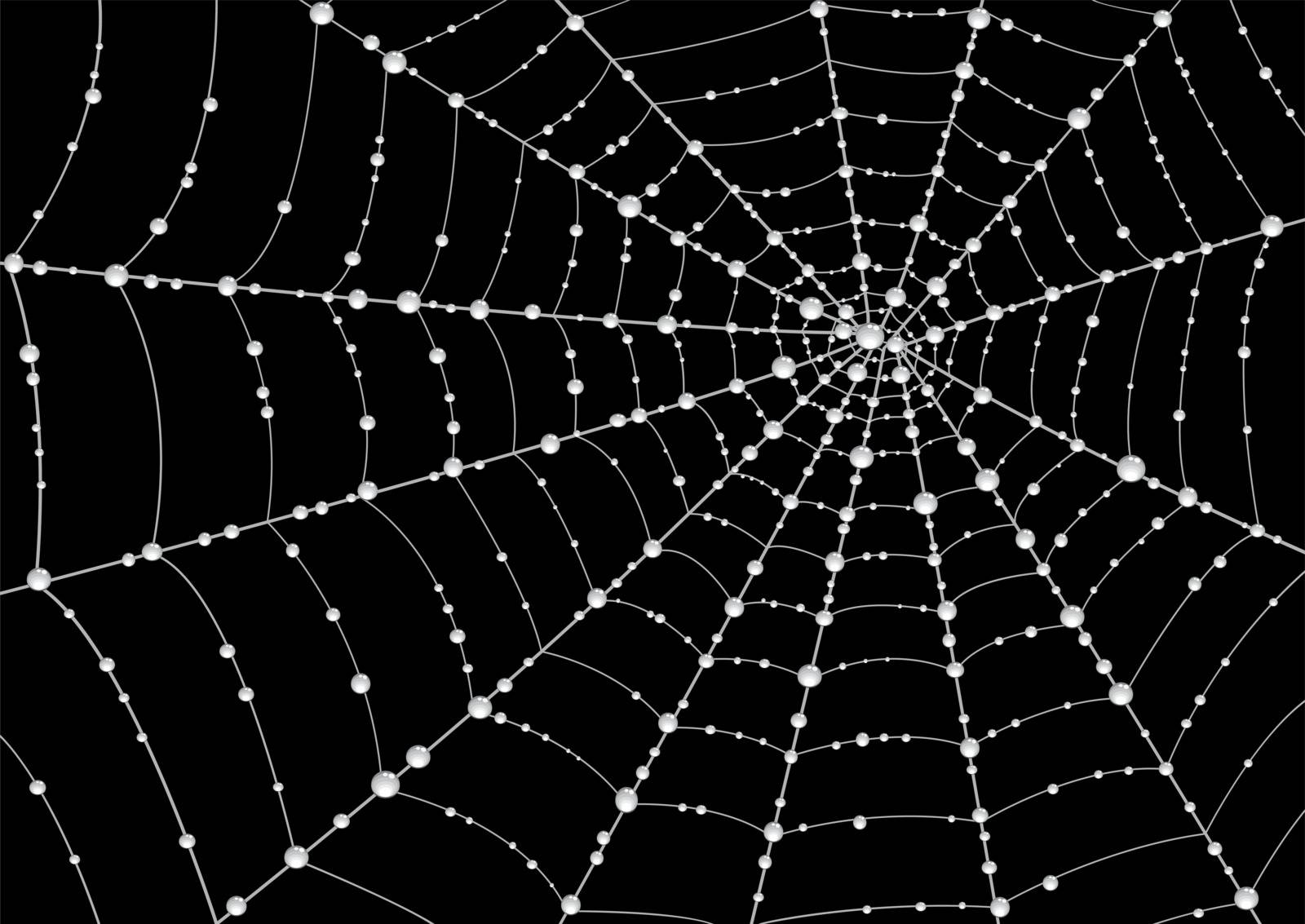 Web in drops of dew on a black background