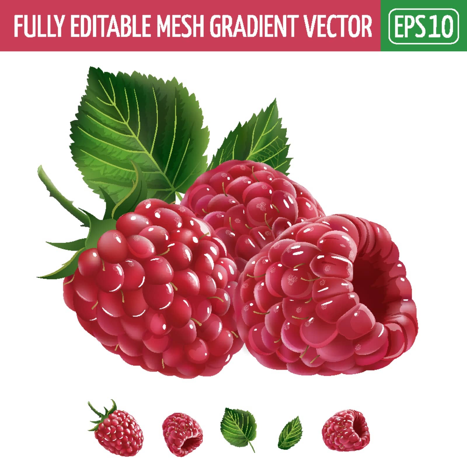 Raspberries on white background. Vector illustration by ConceptCafe
