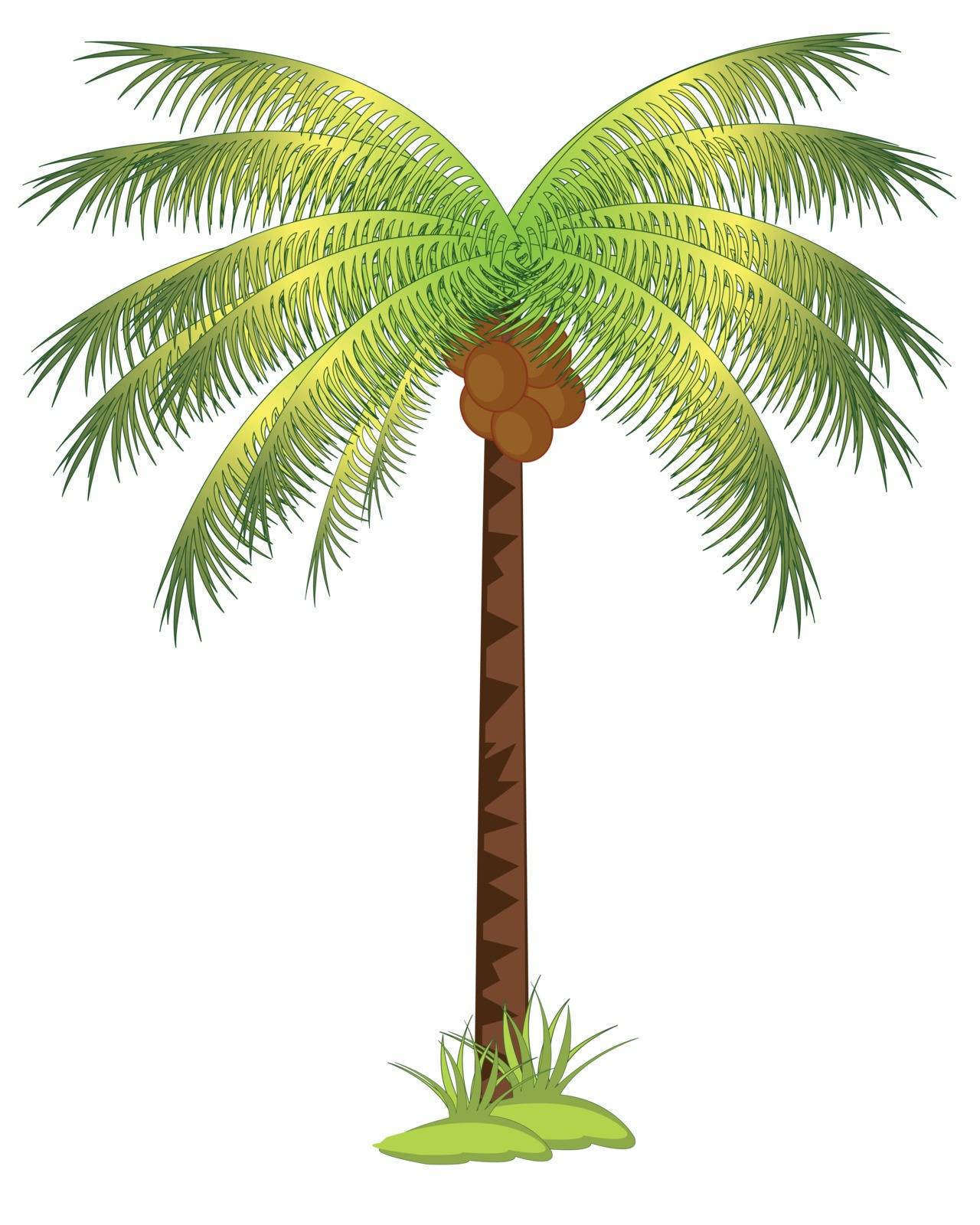 The Tropical tree palm with fruit coco.Vector illustration