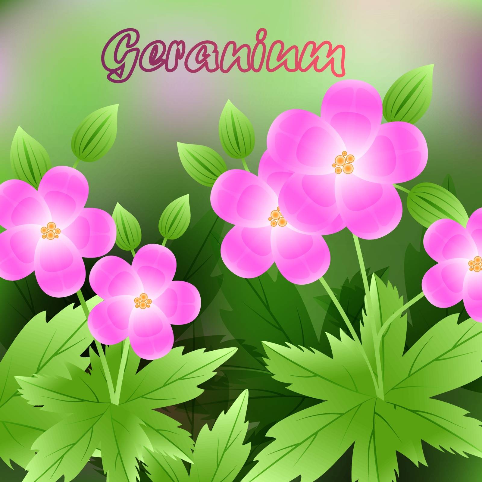 Beautiful spring flowers Geranium. cards or your design with space for text. Vector by Adamchuk