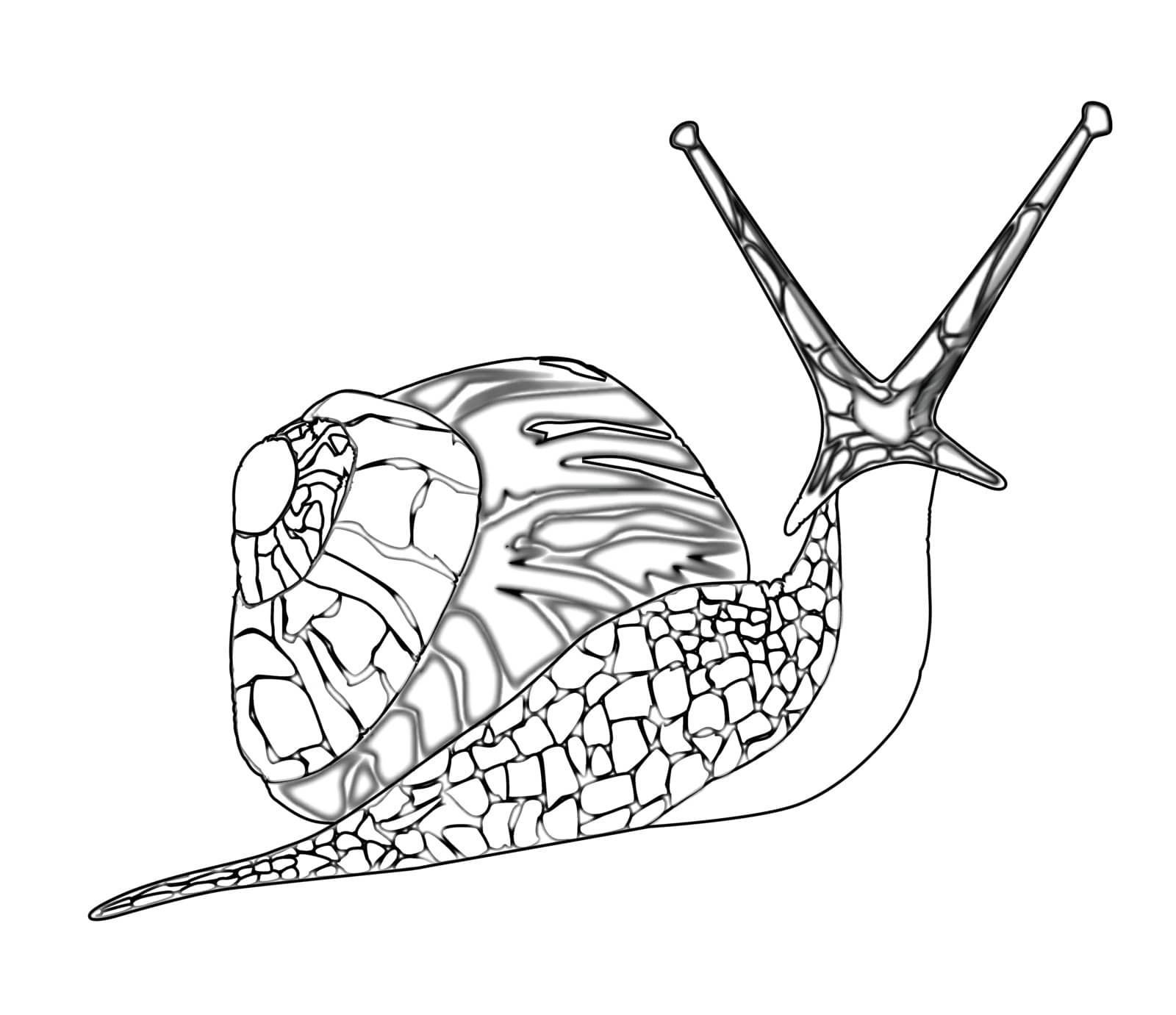 A snail isolated on a white background