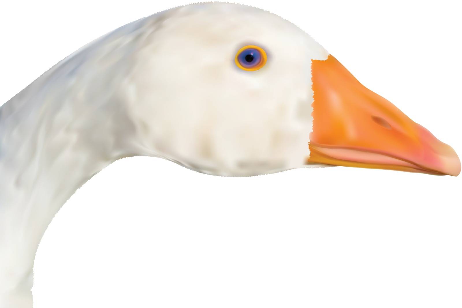 Head of the goose close up in a vector - gradient mesh