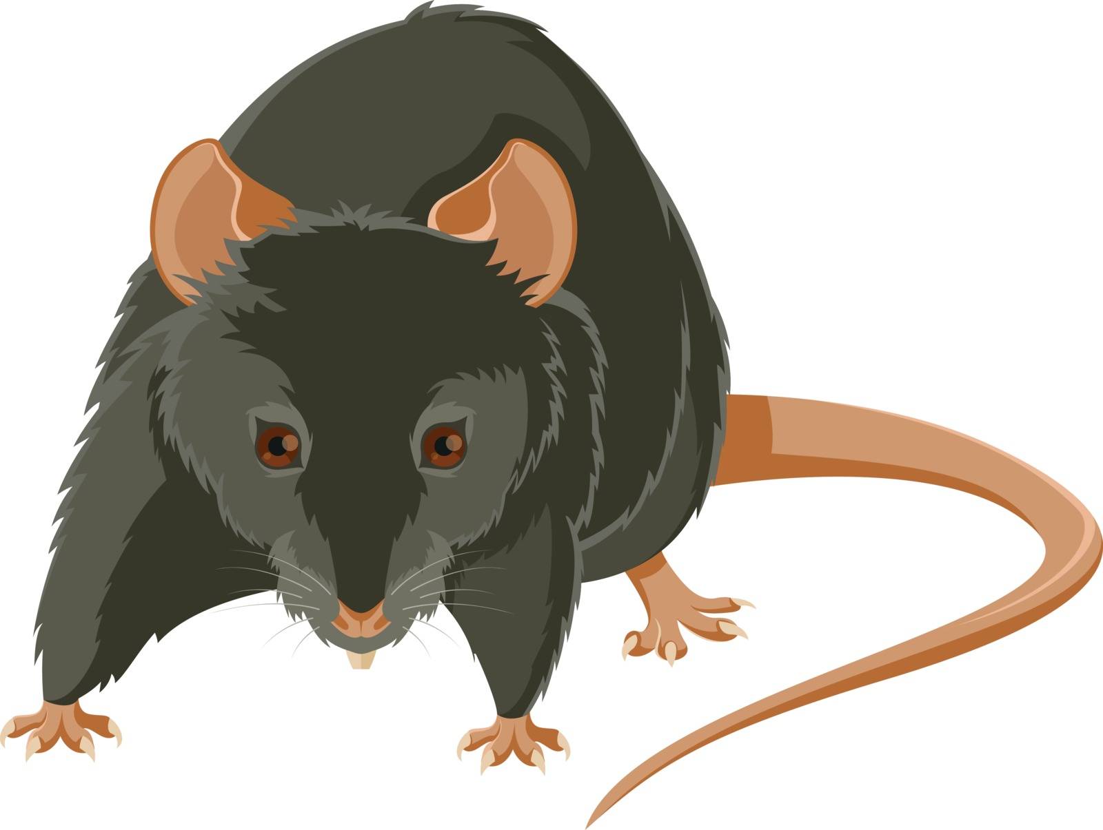 Vector image of a gray evil rat