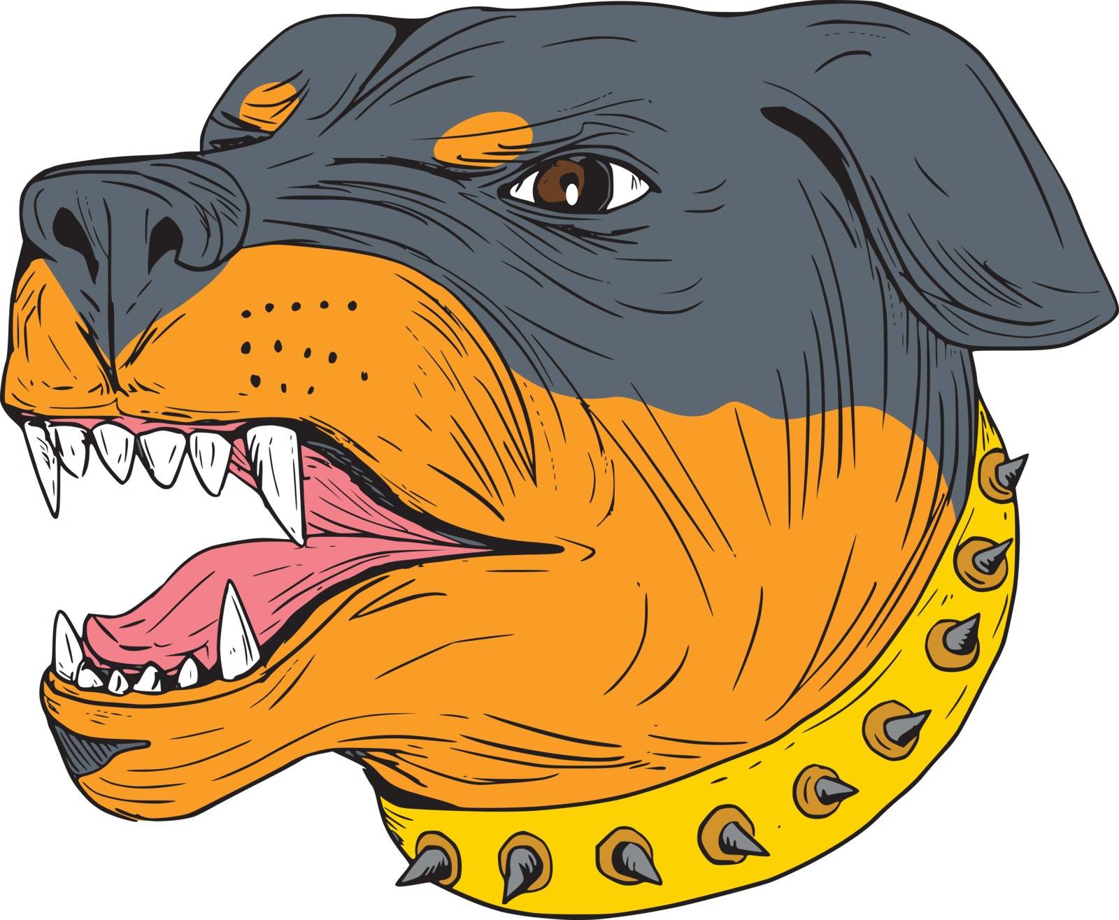 Rottweiler Guard Dog Head Aggressive Drawing by patrimonio