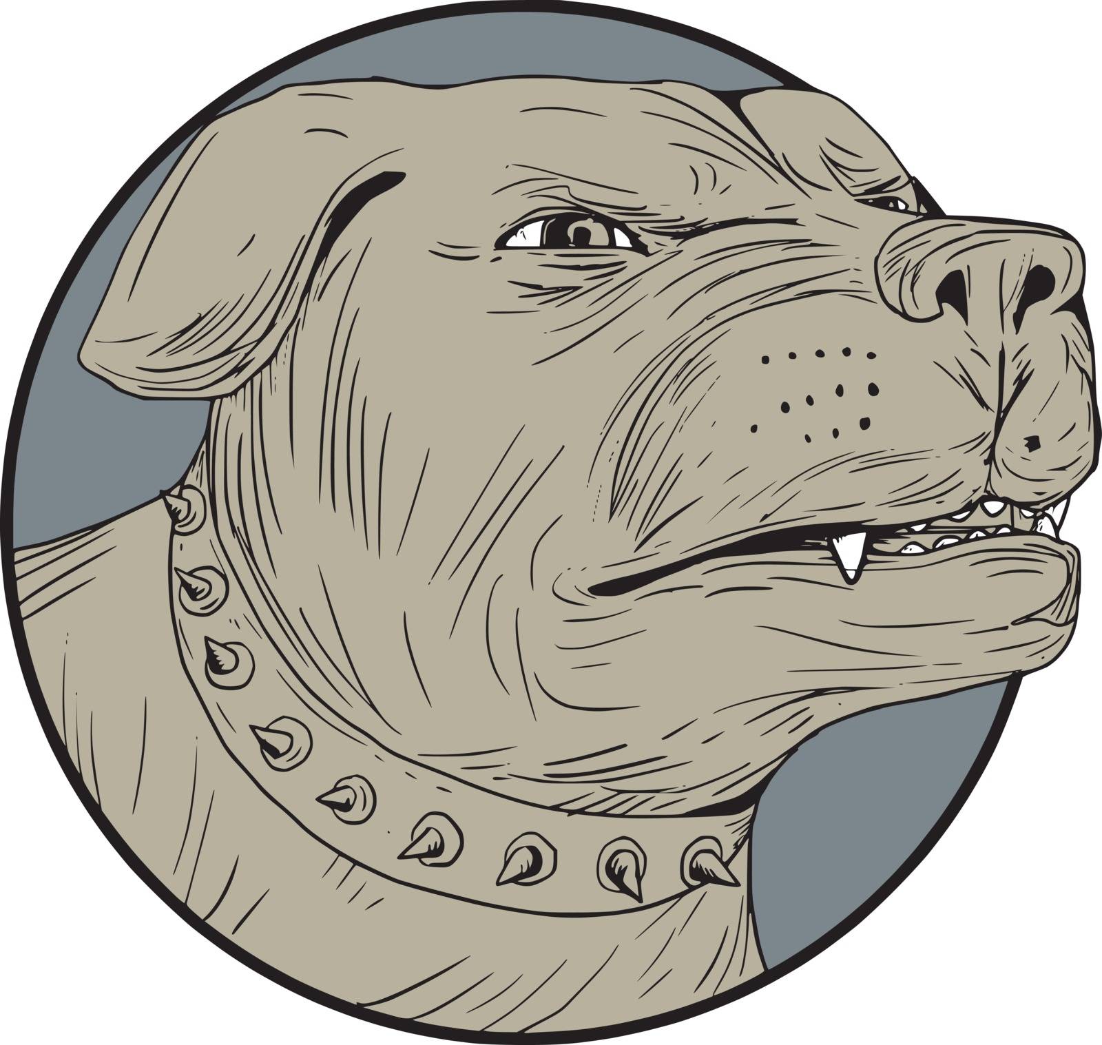 Drawing sketch style illustration of an angry Rottweiler Metzgerhund mastiff-dog guard dog head showing teeth set on isolated white background. 
