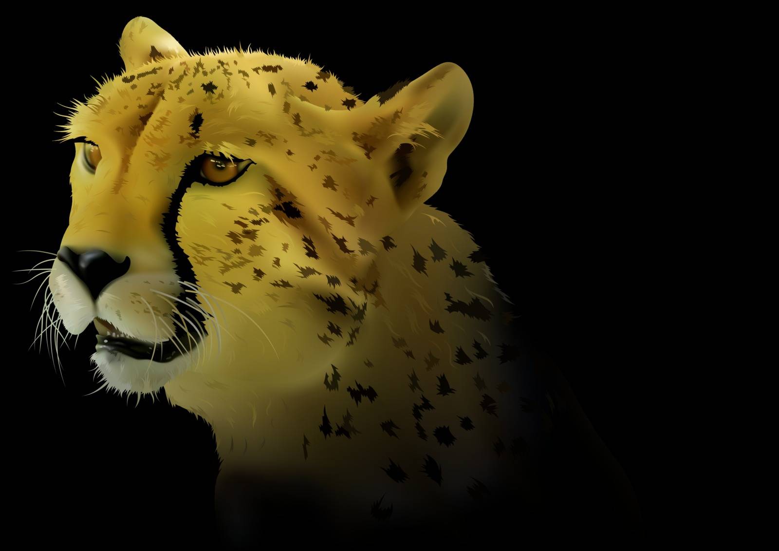 Cheetah on Black Background - Detailed and Realistic Colored Illustration, Vector