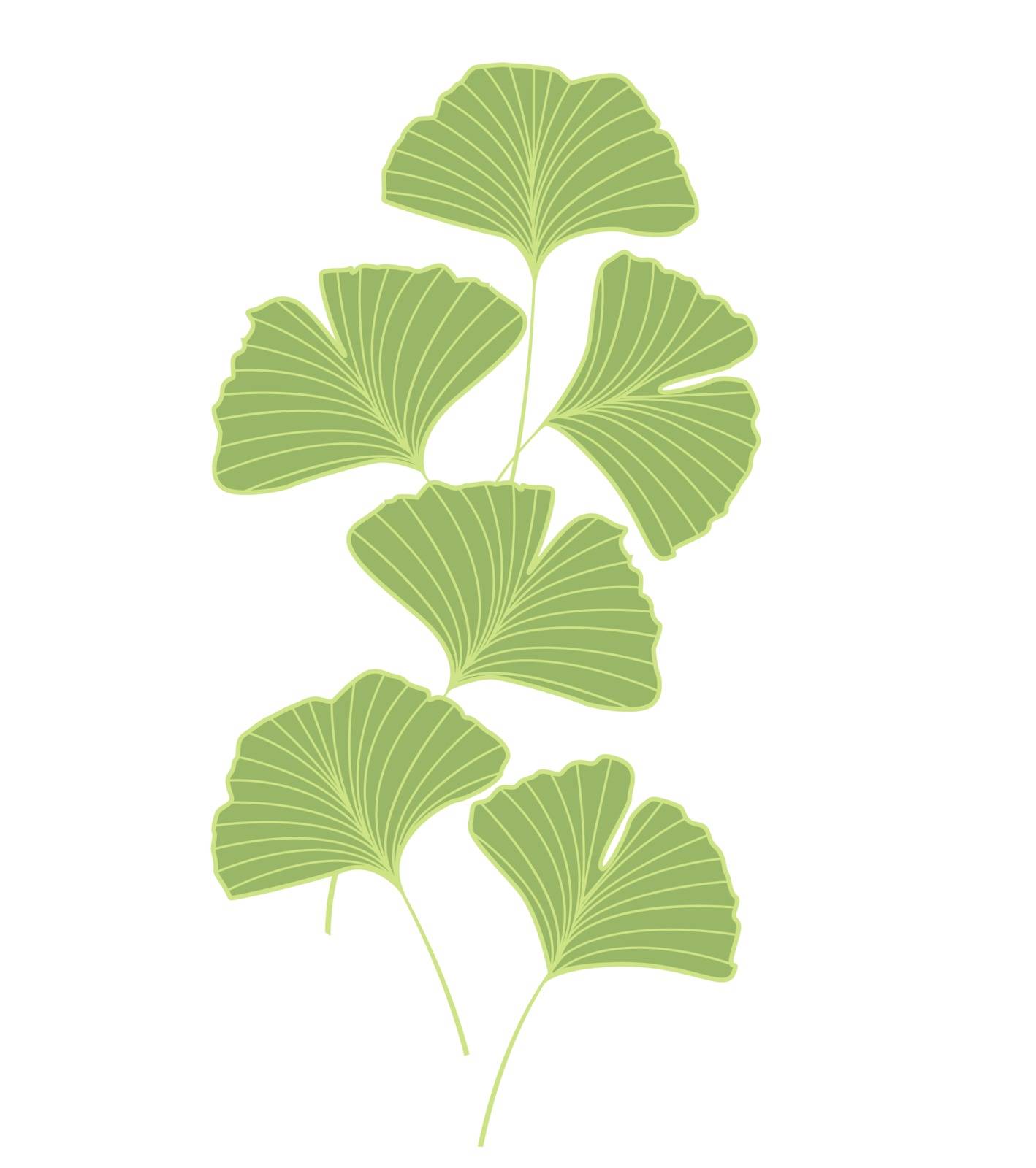 Ginkgo biloba leaves by odina222