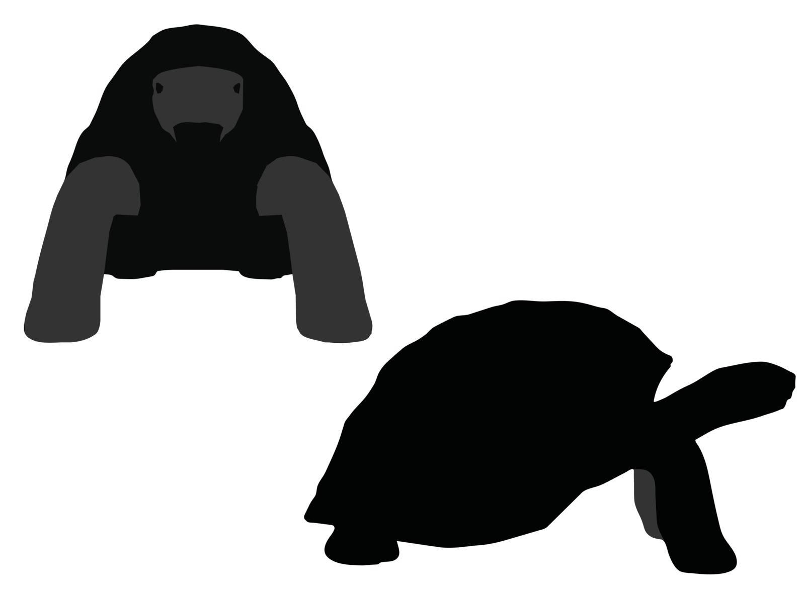 EPS 10 vector illustration of turtle, tortoise silhouette