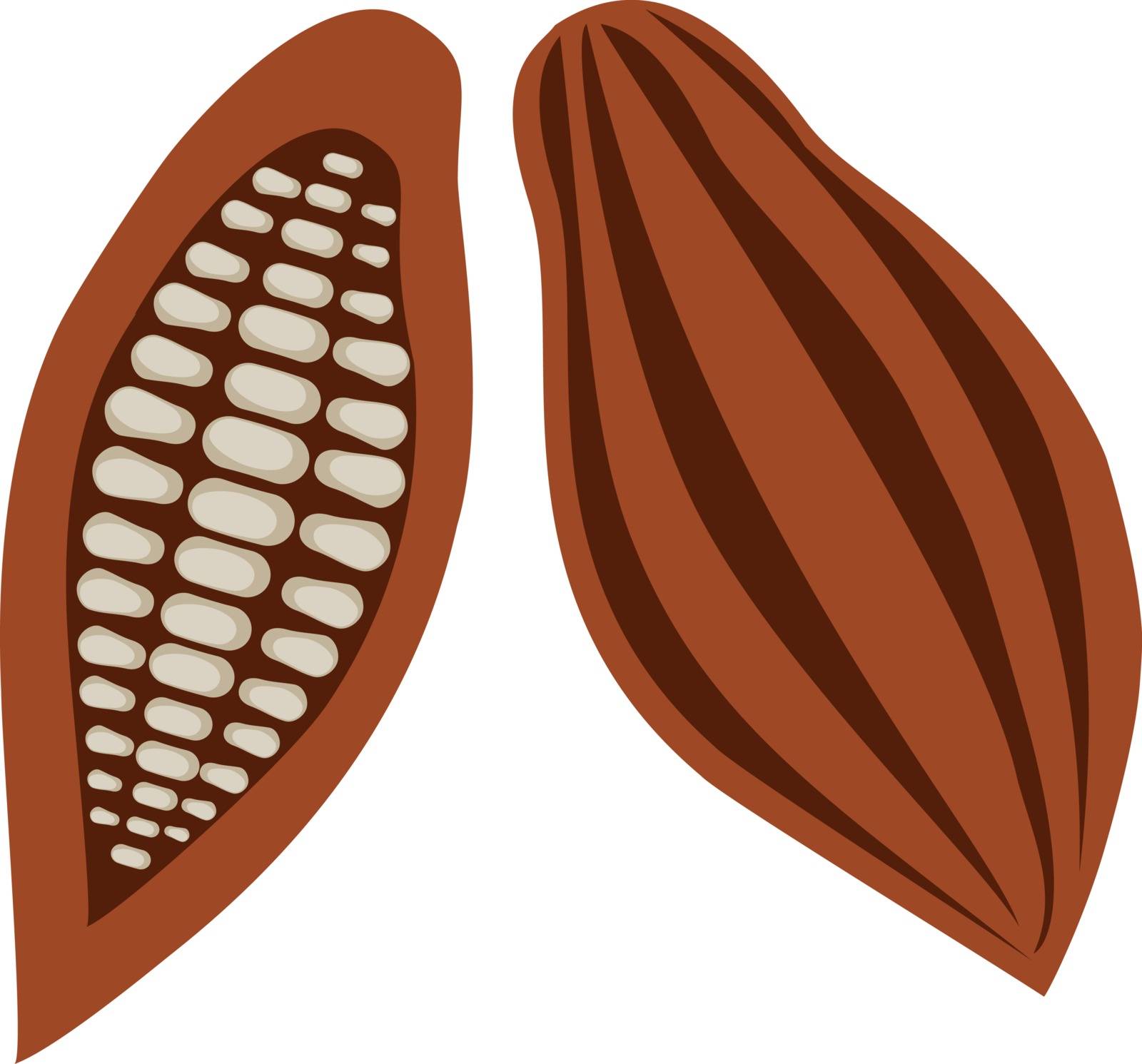 Vector illustration of cocoa beans. Cacao icon. Healthy organic food.
