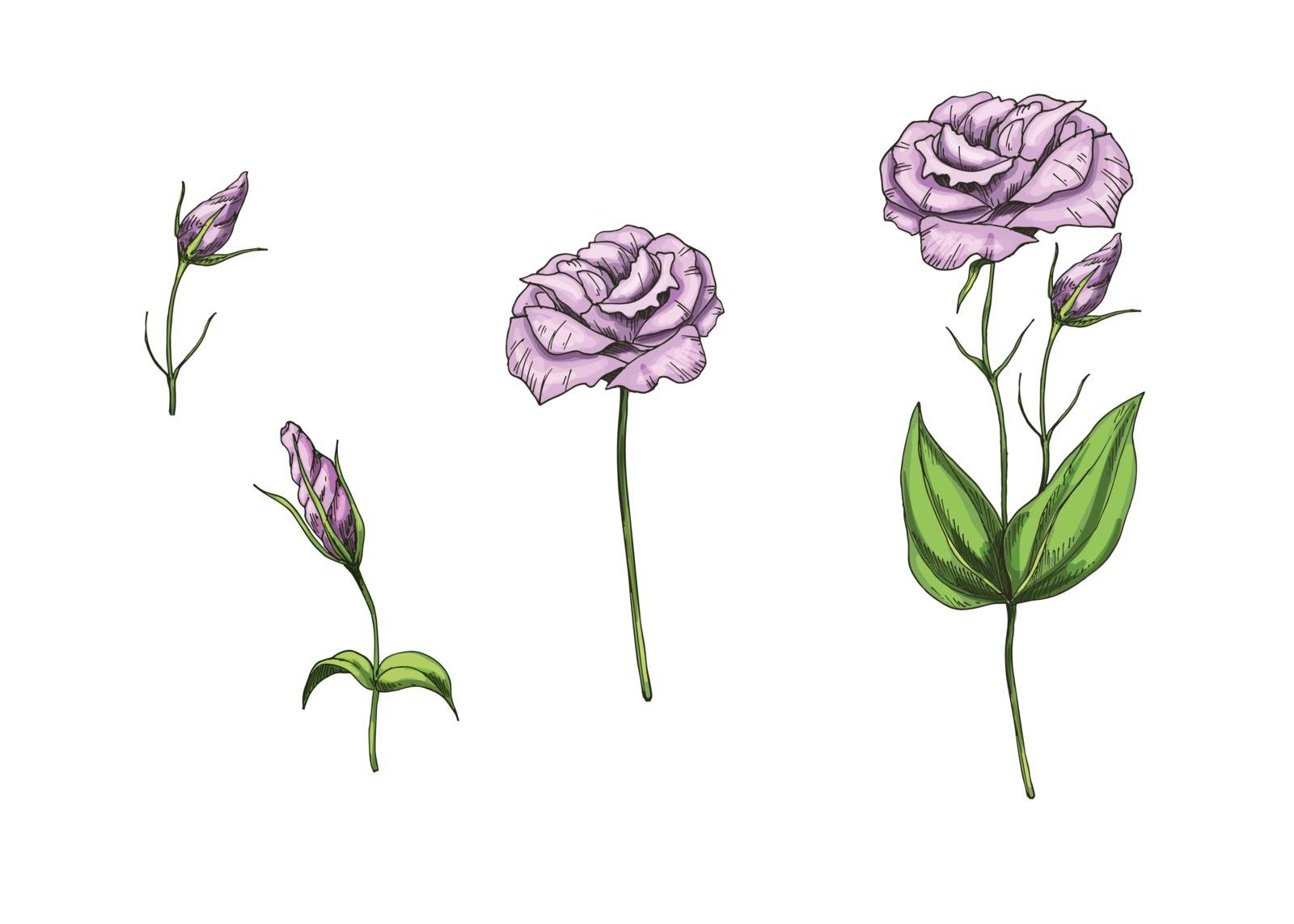 Set with eustoma flowers, bud, leaves and stems isolated on white background. Botanical vector illustration by nutela_pancake