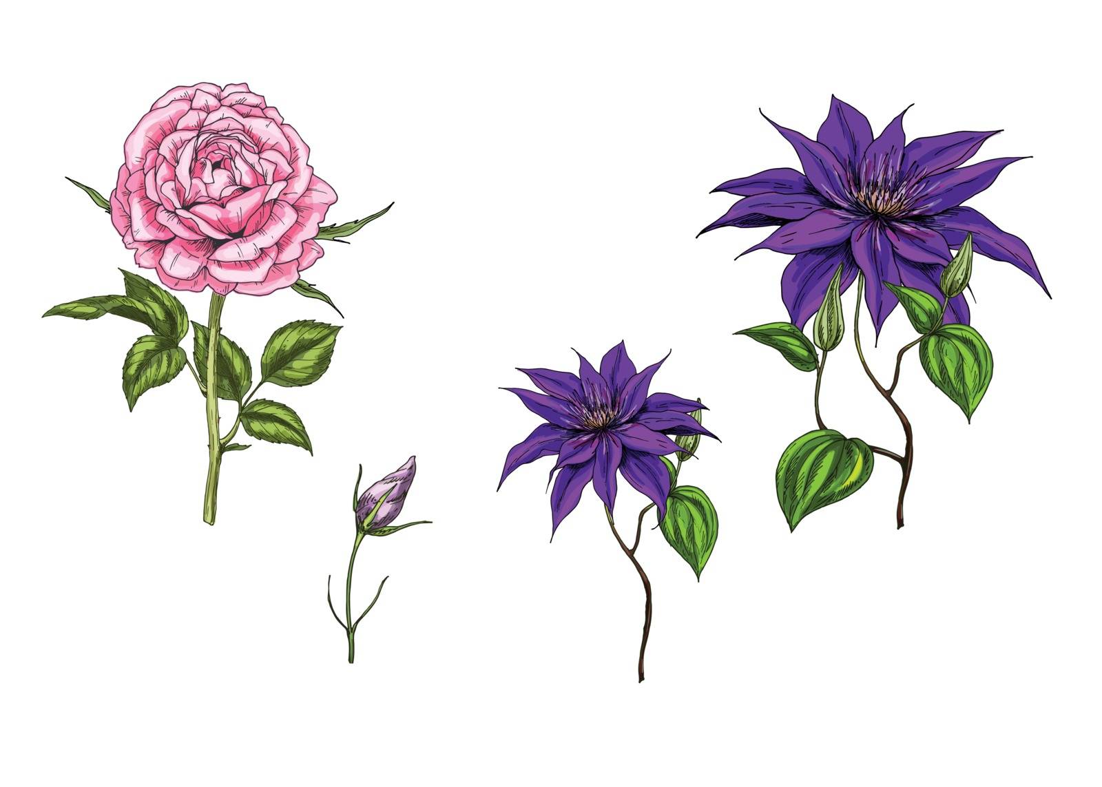 Set with clematis and rose flowers, leaves, bud and stems isolated on white background. Botanical vector illustration by nutela_pancake