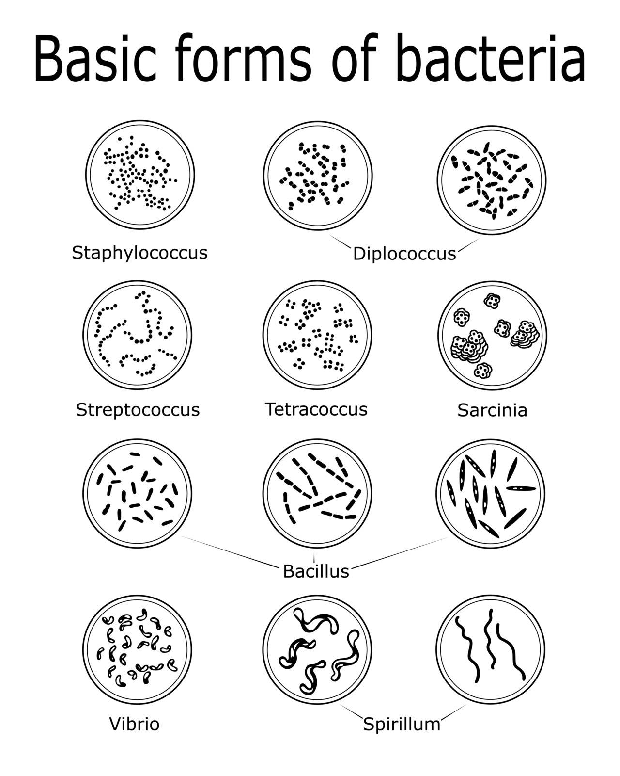 The basic forms of bacteria such as Monococcus, Diplococcus, Tetracoccus, Streptococcus, Staphylococcus, Bacillus, Vibrio, Spirillum, Sarcinia.