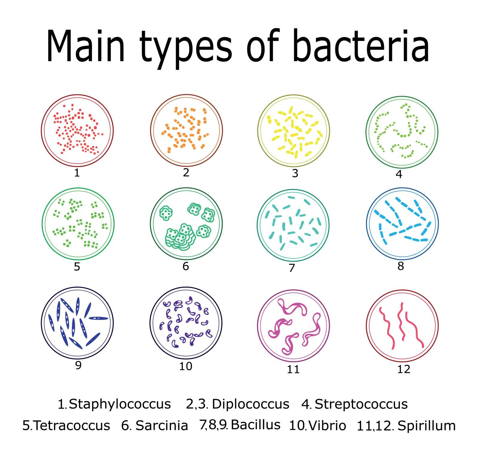 The main types of bacteria such as Monococcus, Diplococcus, Tetracoccus, Streptococcus, Staphylococcus, Bacillus, Vibrio, Spirillum, Sarcinia.