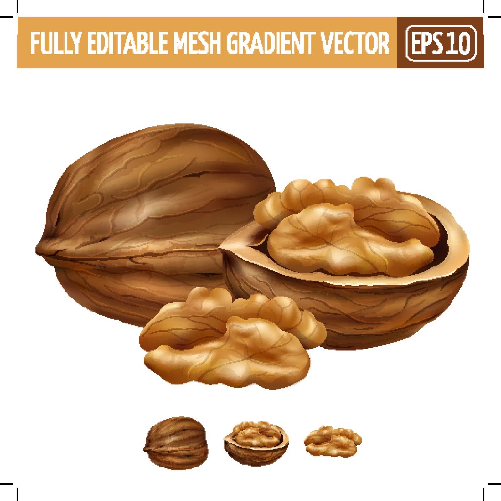 Walnut on white background. Vector illustration by ConceptCafe