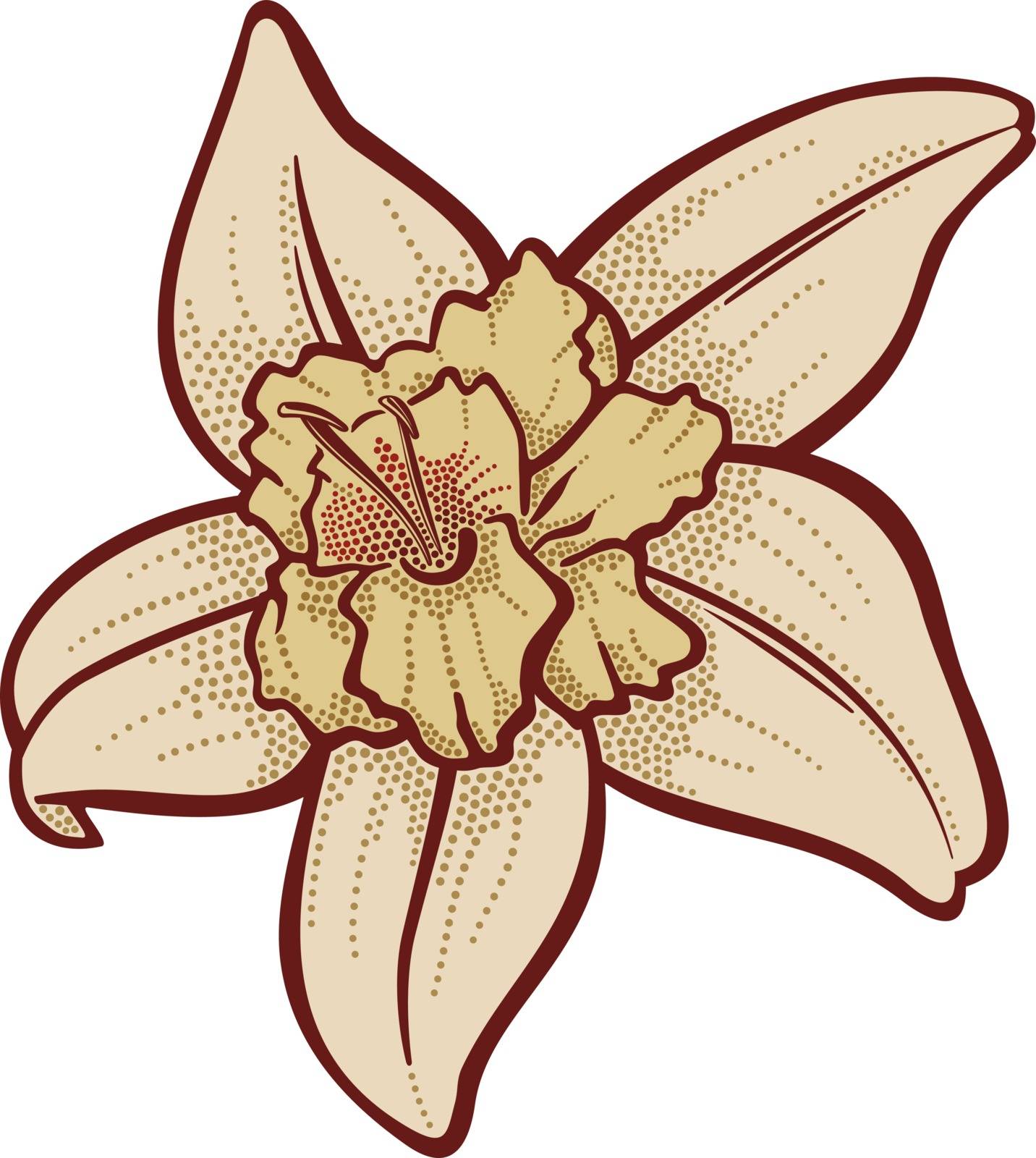 Vanilla flower illustration isolated on white background.